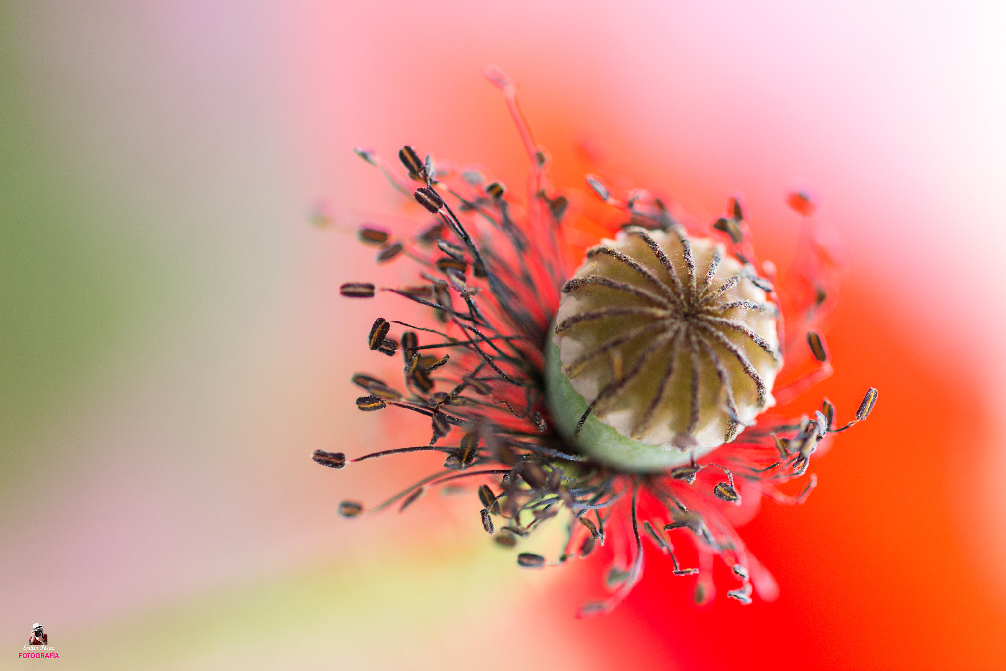 Canon EF 100mm F2.8L Macro IS USM sample photo. Papaver rhoeas photography