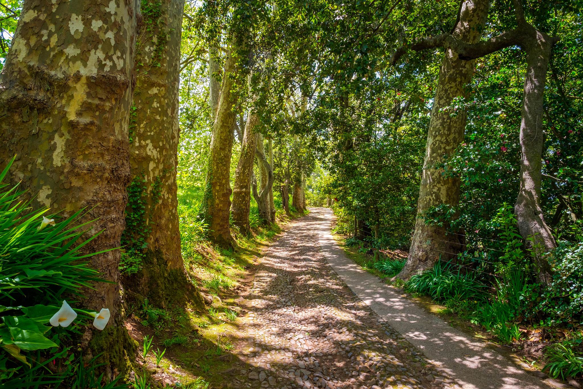 Fujifilm XF 14mm F2.8 R sample photo. Old avenue photography