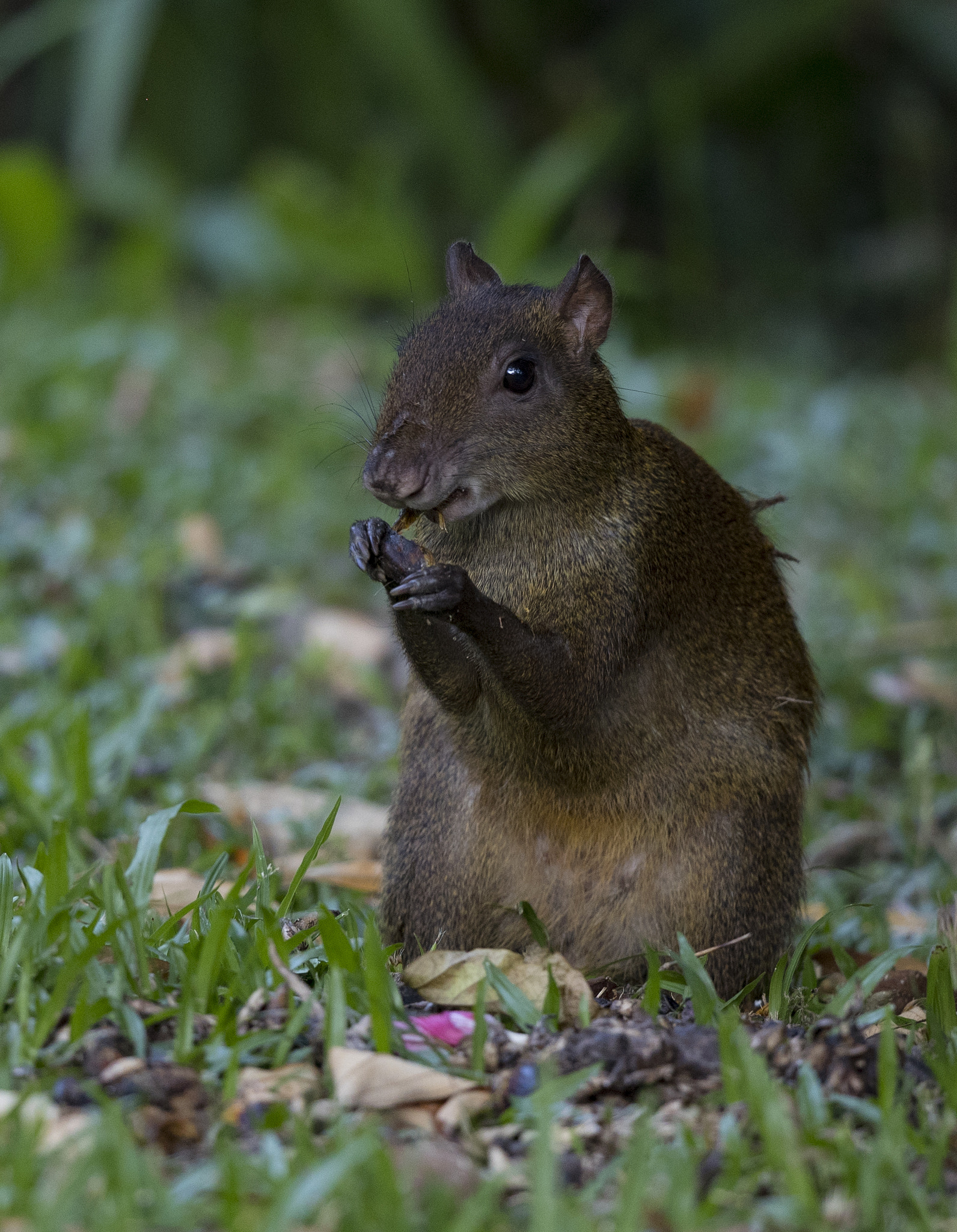 Canon EF 500mm F4L IS II USM sample photo