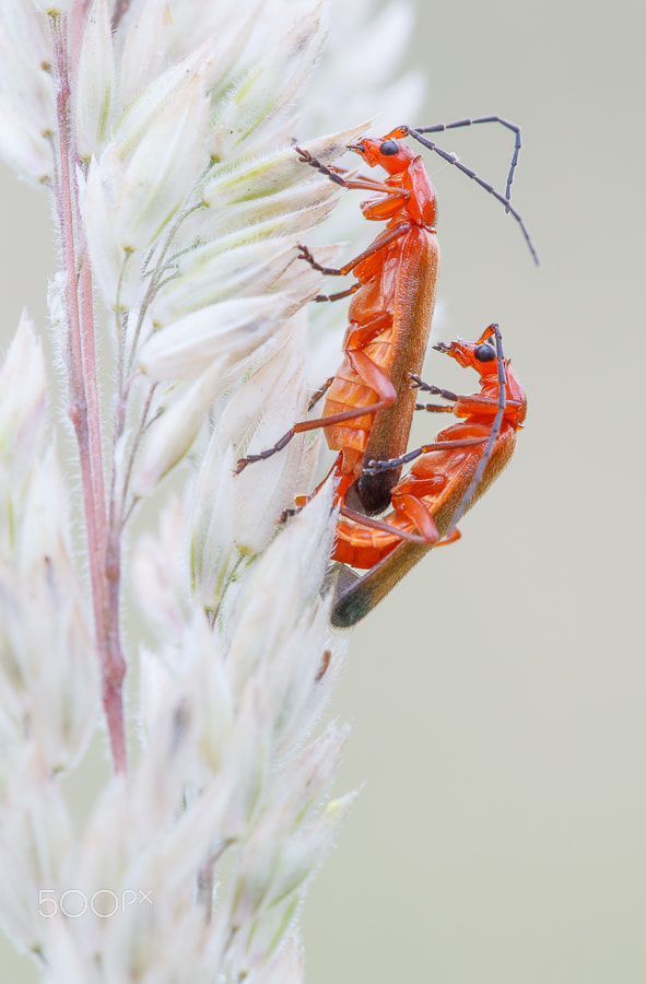 Canon EF 100mm F2.8L Macro IS USM sample photo. Common red soldier beetle - rhagonycha fulva photography
