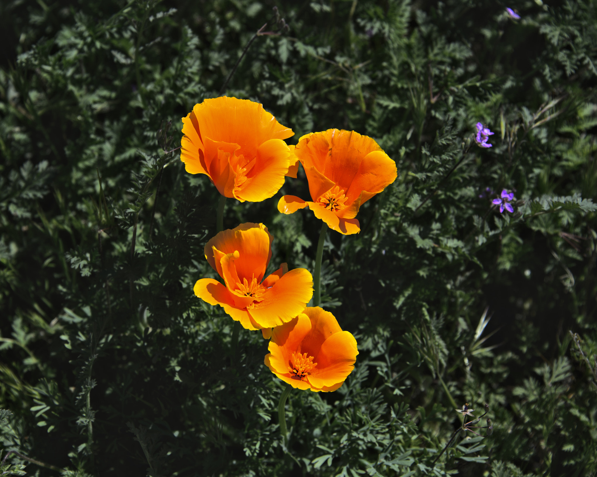 Nikon D4 sample photo. California golden poppy's photography