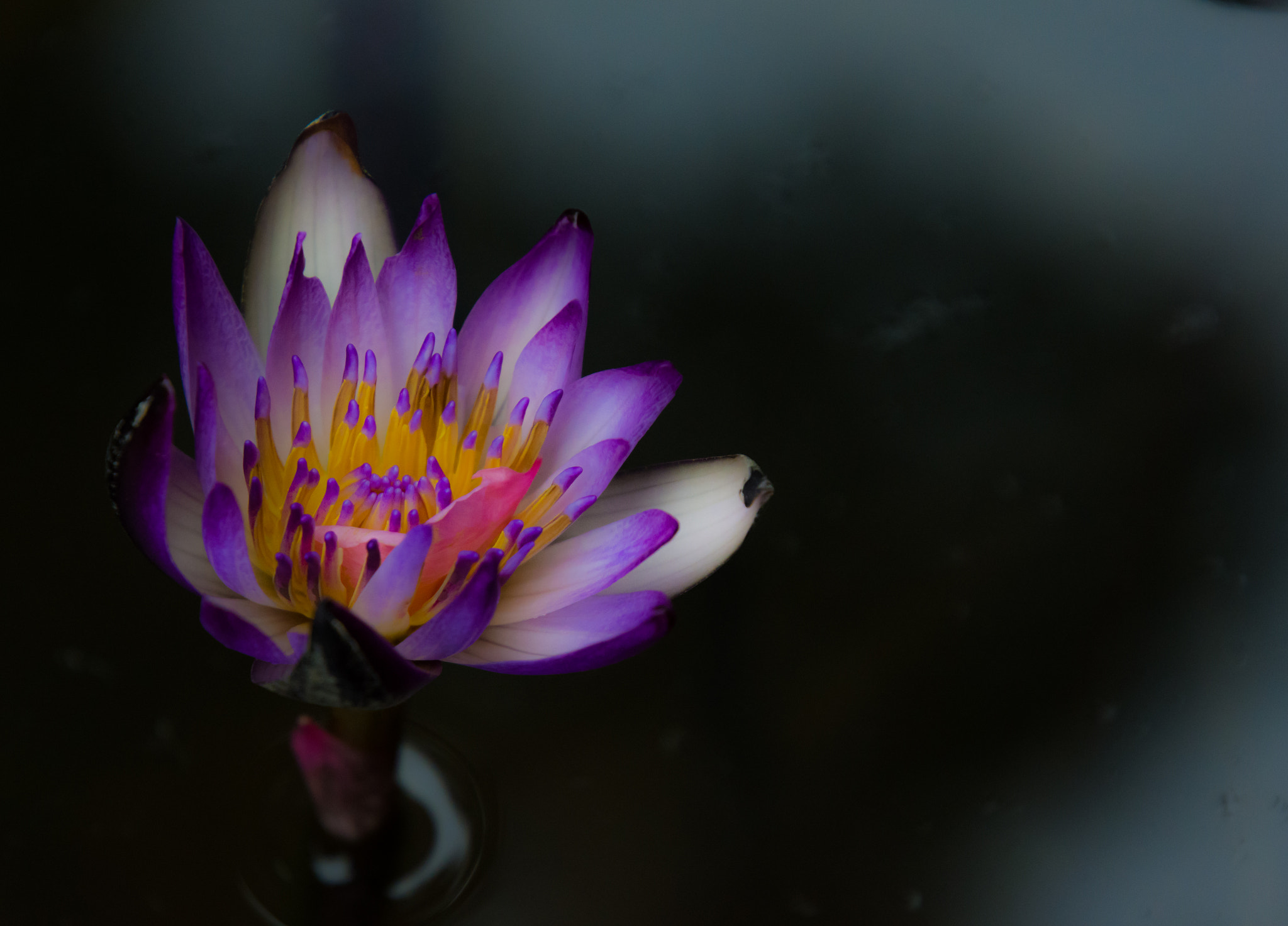 Nikon D7200 sample photo