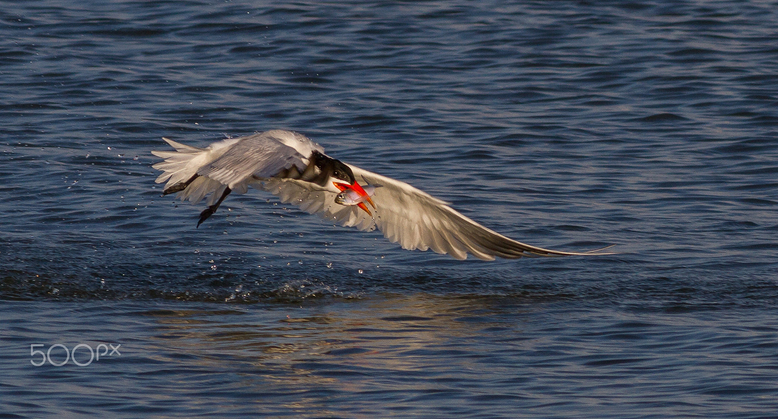 Canon EF 400mm F5.6L USM sample photo. Tern fishing photography