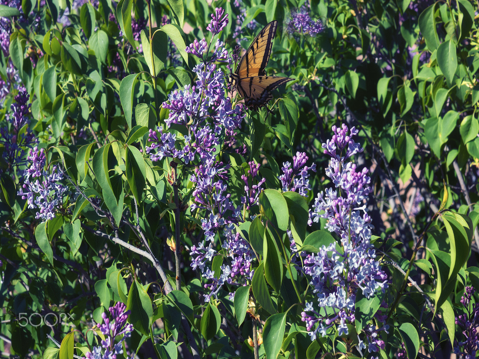 Olympus OM-D E-M5 + Olympus M.Zuiko Digital ED 12-40mm F2.8 Pro sample photo. Spring time view of lilac bush and monarch butterfly photography