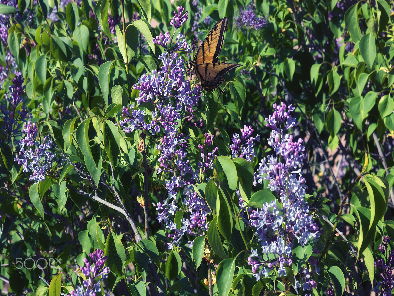 Olympus OM-D E-M5 + Olympus M.Zuiko Digital ED 12-40mm F2.8 Pro sample photo. Spring time view of lilac bush and monarch butterfly photography