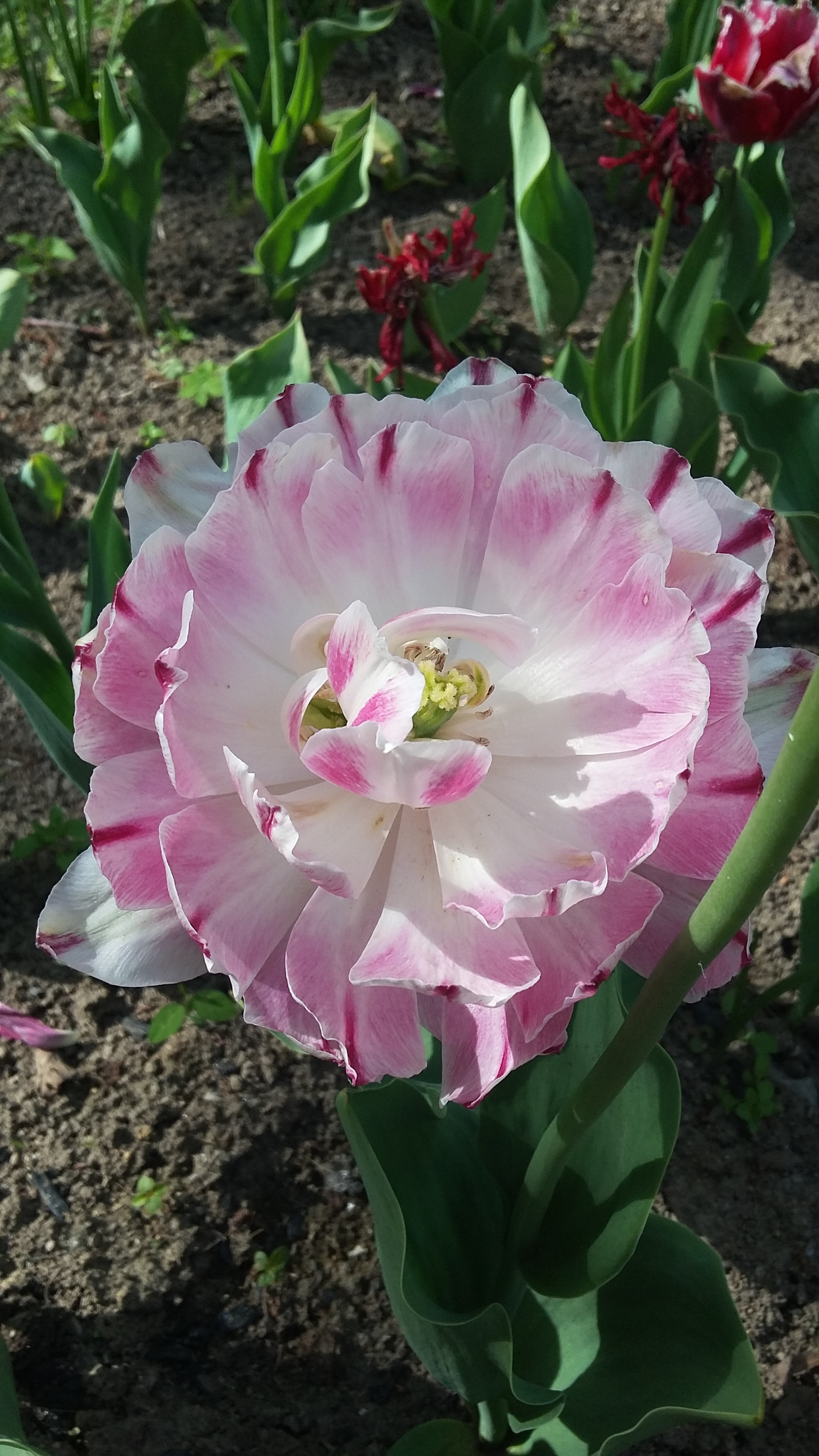 Samsung Galaxy E5 sample photo