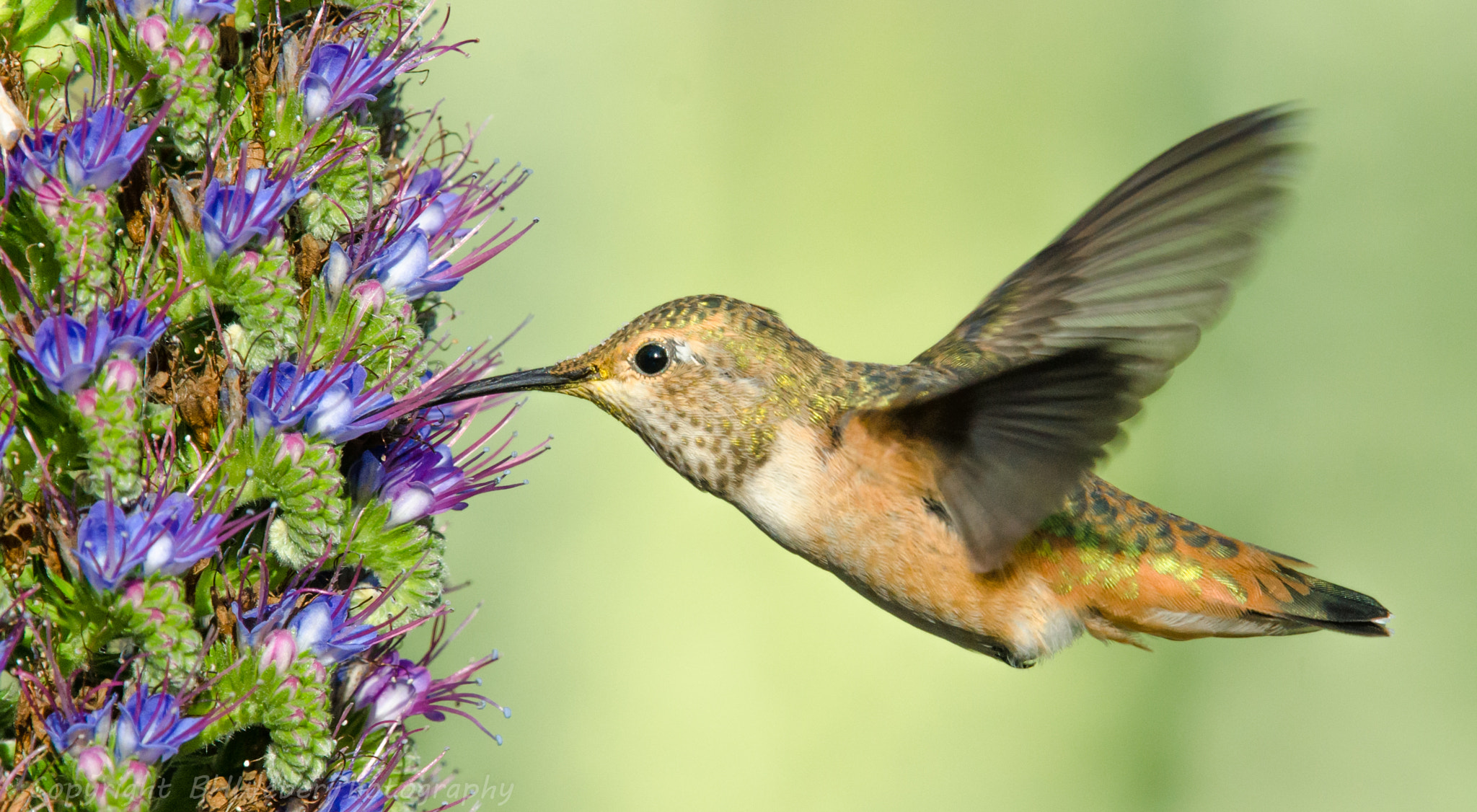 Nikon Nikkor AF-S 300mm F4E PF ED VR sample photo. Hummingbird and flowers photography
