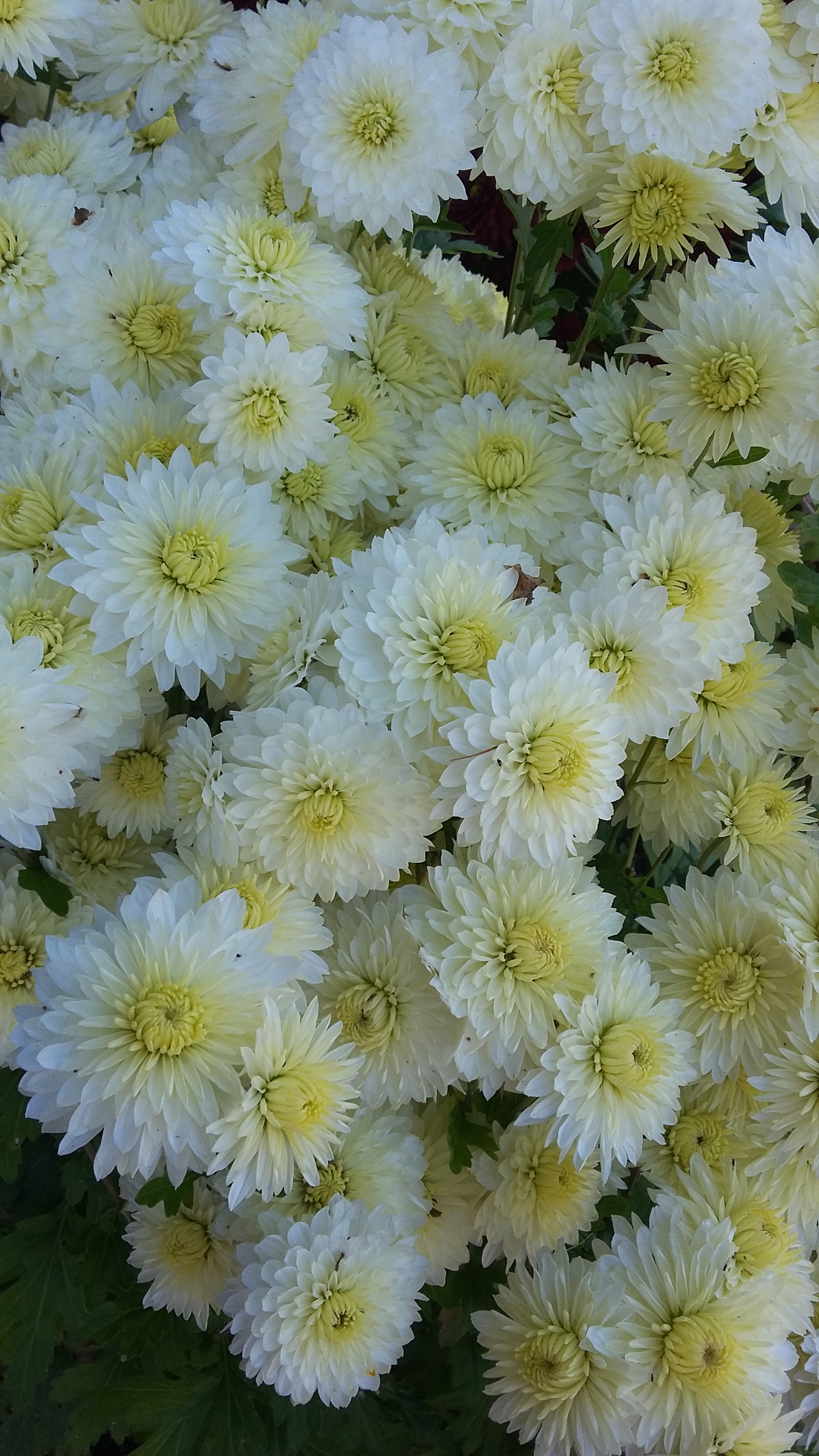 Samsung Galaxy E5 sample photo