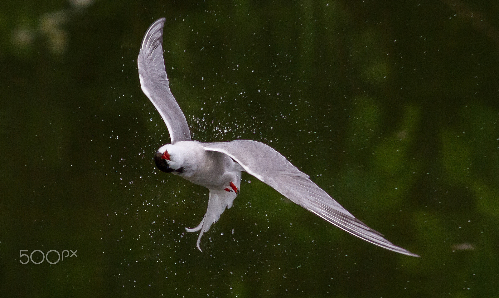 Canon EOS 7D sample photo. Tern shaking water off photography