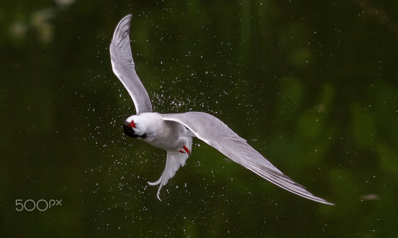 Canon EF 400mm F5.6L USM sample photo. Tern shaking water off photography