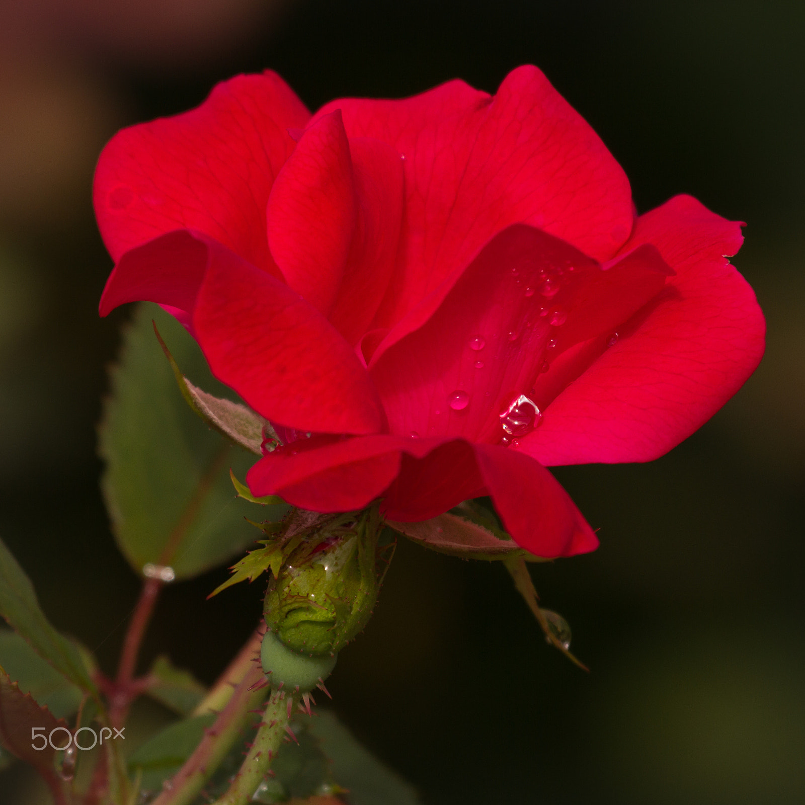 Canon EF 100-400mm F4.5-5.6L IS USM sample photo. Red rose with water droplets photography