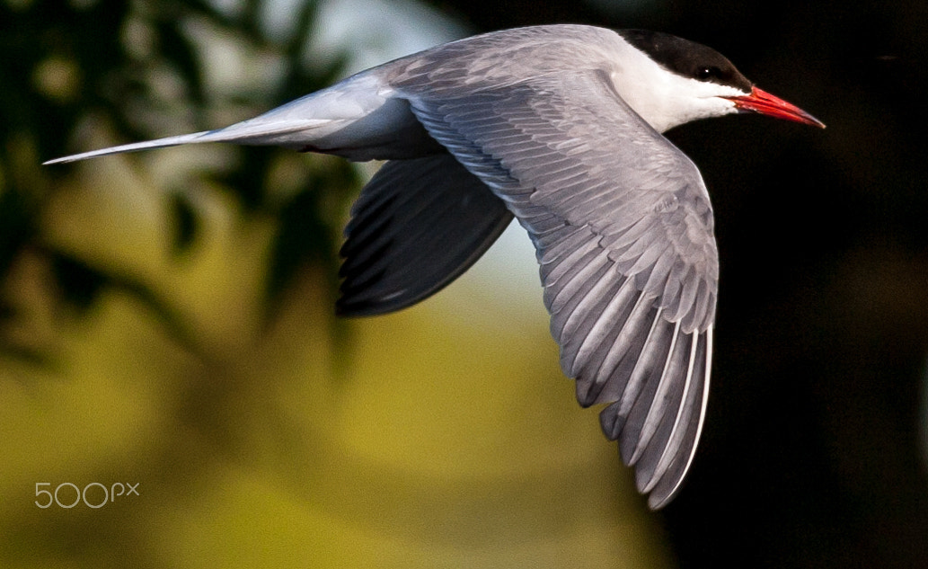 Canon EOS-1D Mark III sample photo. Common tern in flight photography