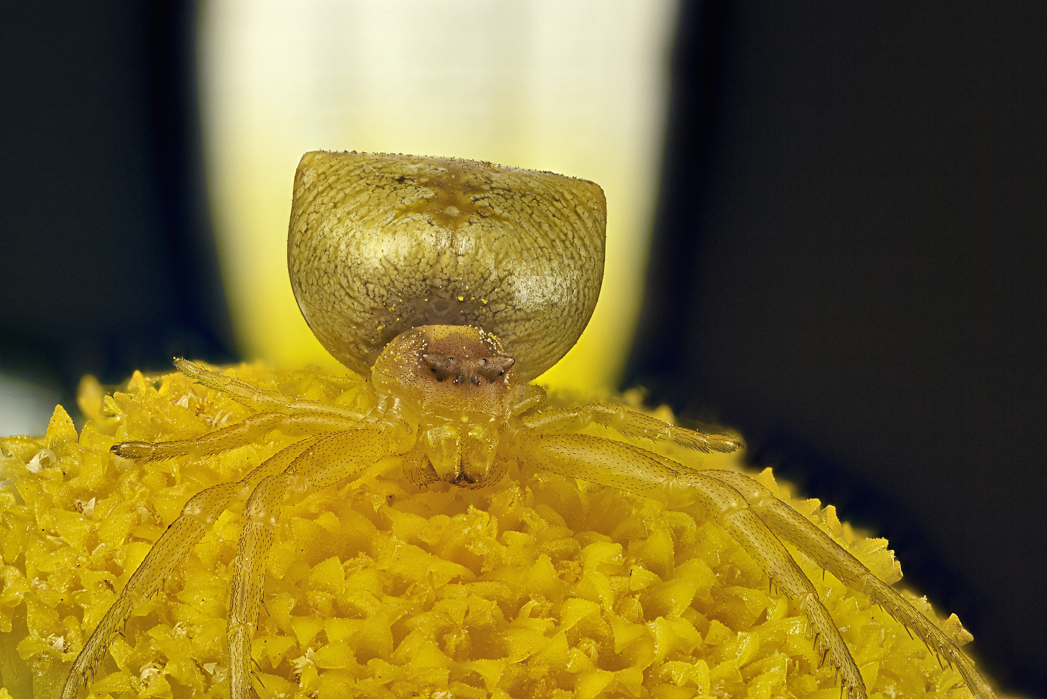 Sony a7S + Sony DT 50mm F1.8 SAM sample photo. Araña amarilla sobre margarita photography