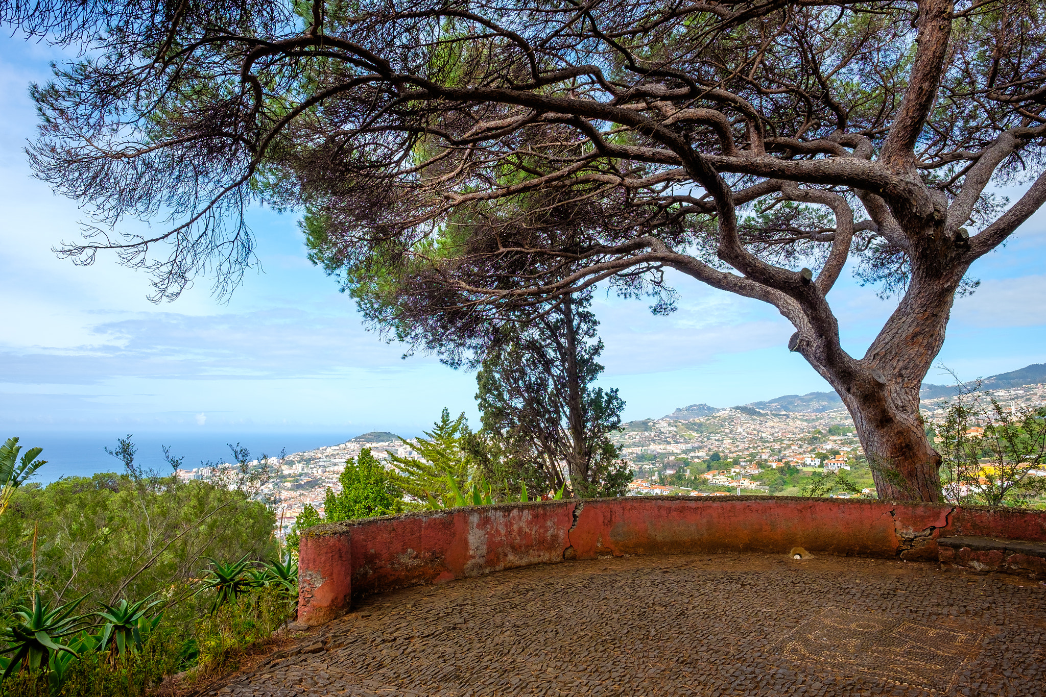 Fujifilm X-E2 sample photo. Madeira tree photography