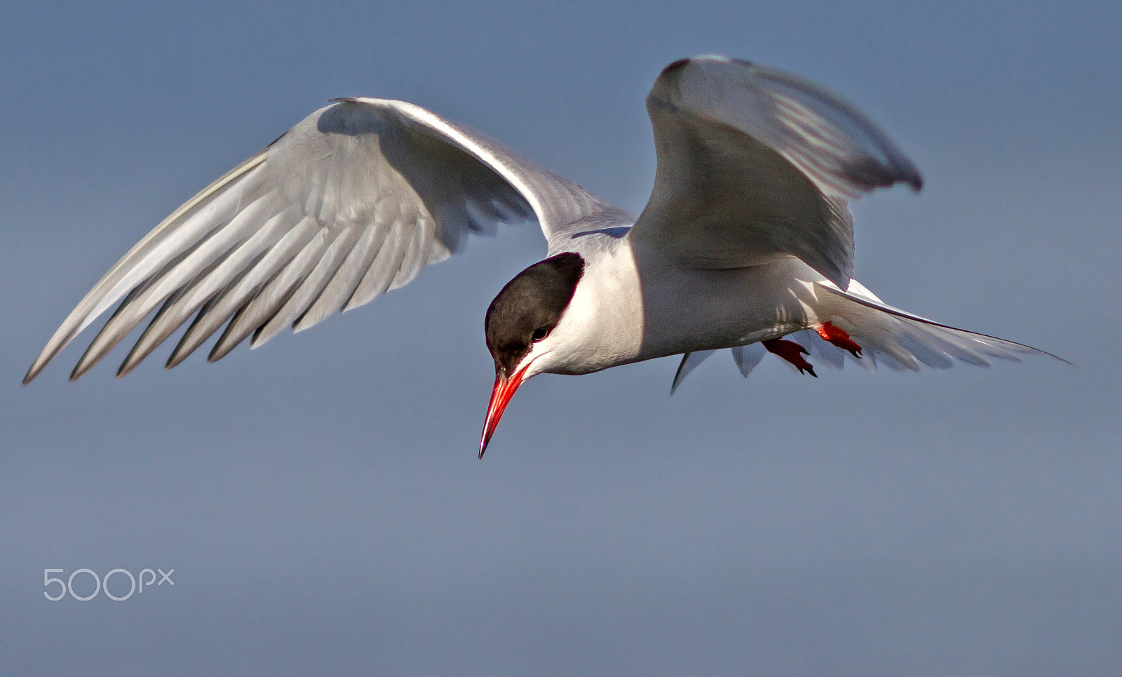 Canon EOS 7D + Canon EF 200mm f/2.8L sample photo. Common tern photography