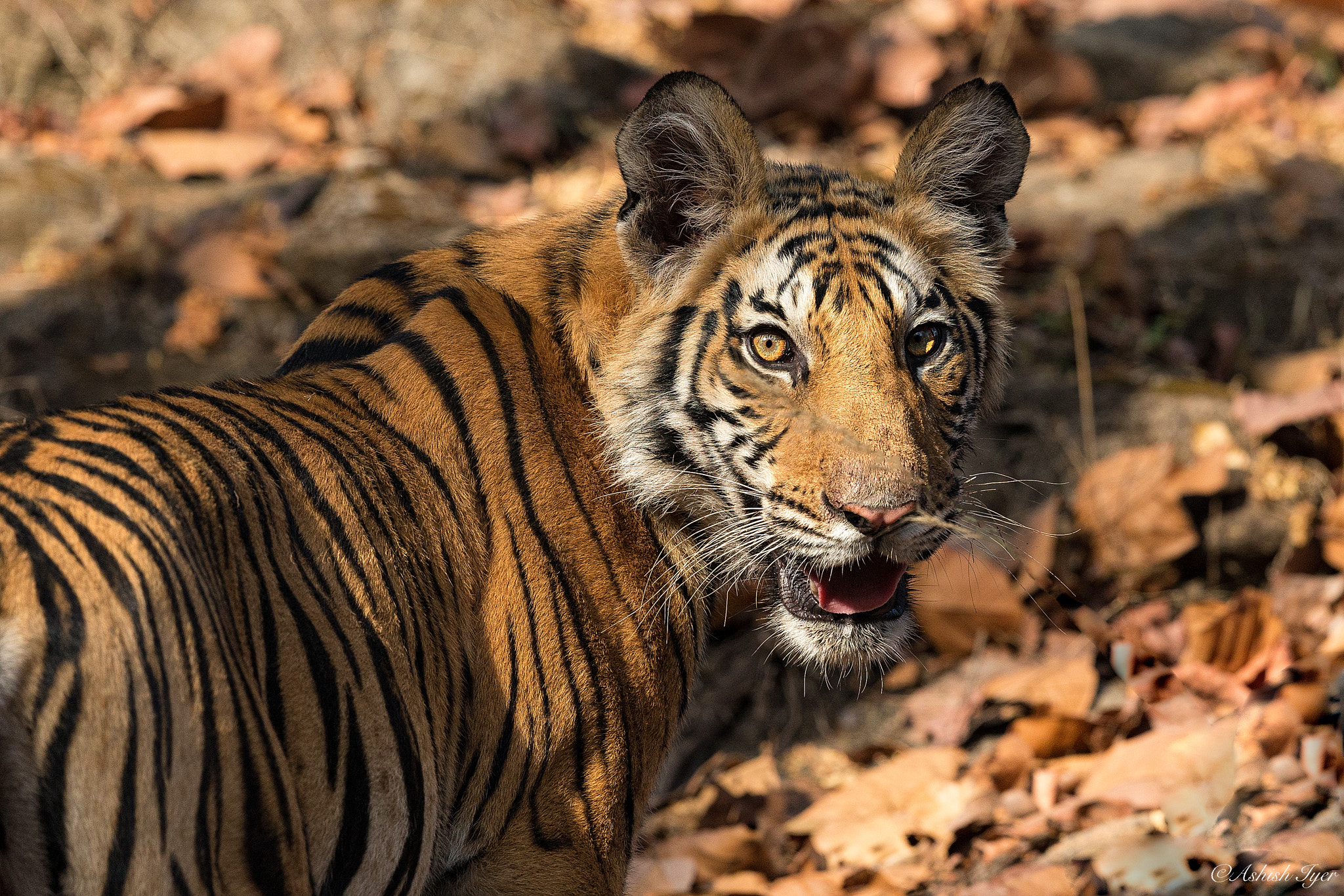 Canon EF 500mm F4L IS II USM sample photo. Tiger cub photography