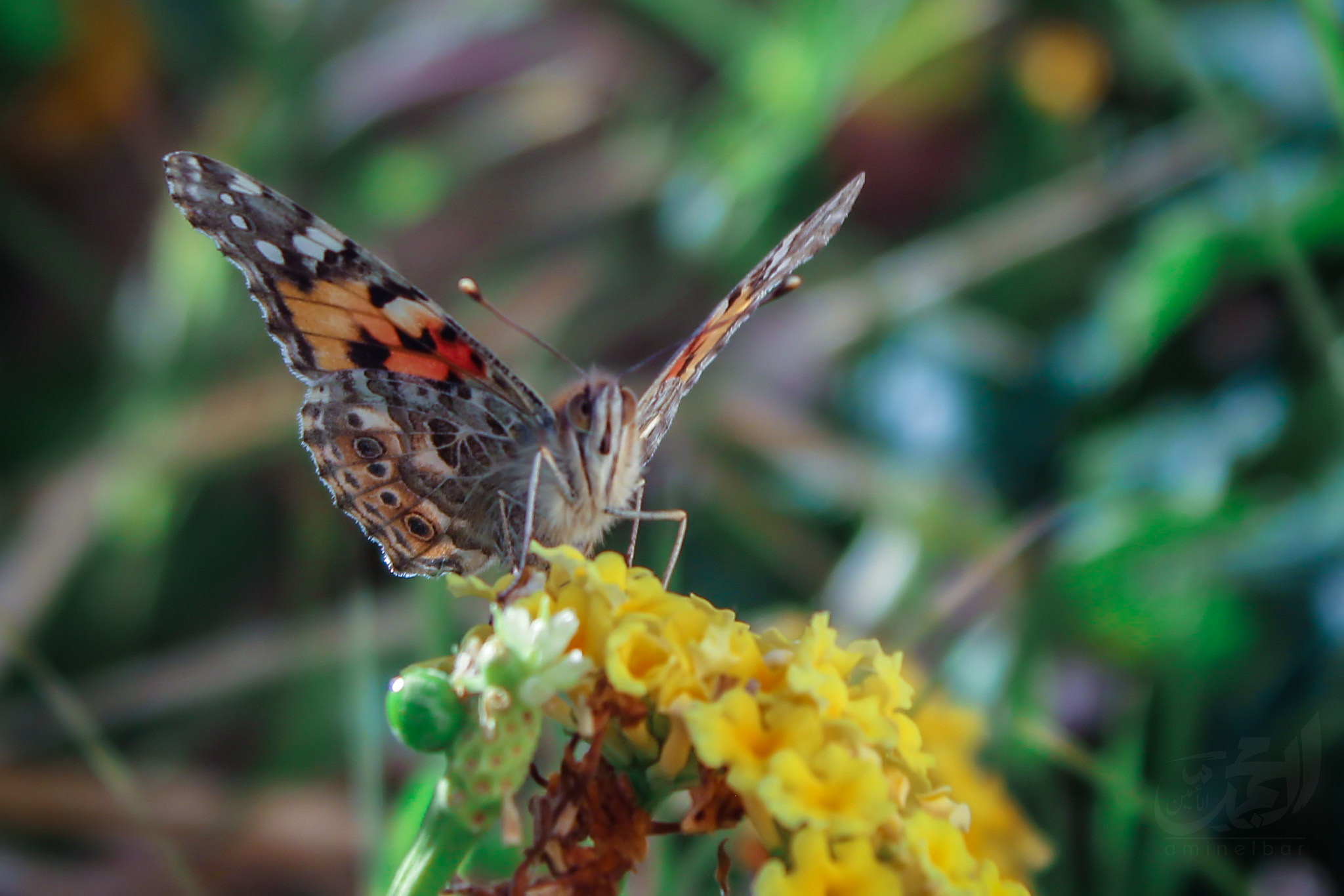 Canon EF 50mm f/1.8 sample photo. Butterfly photography