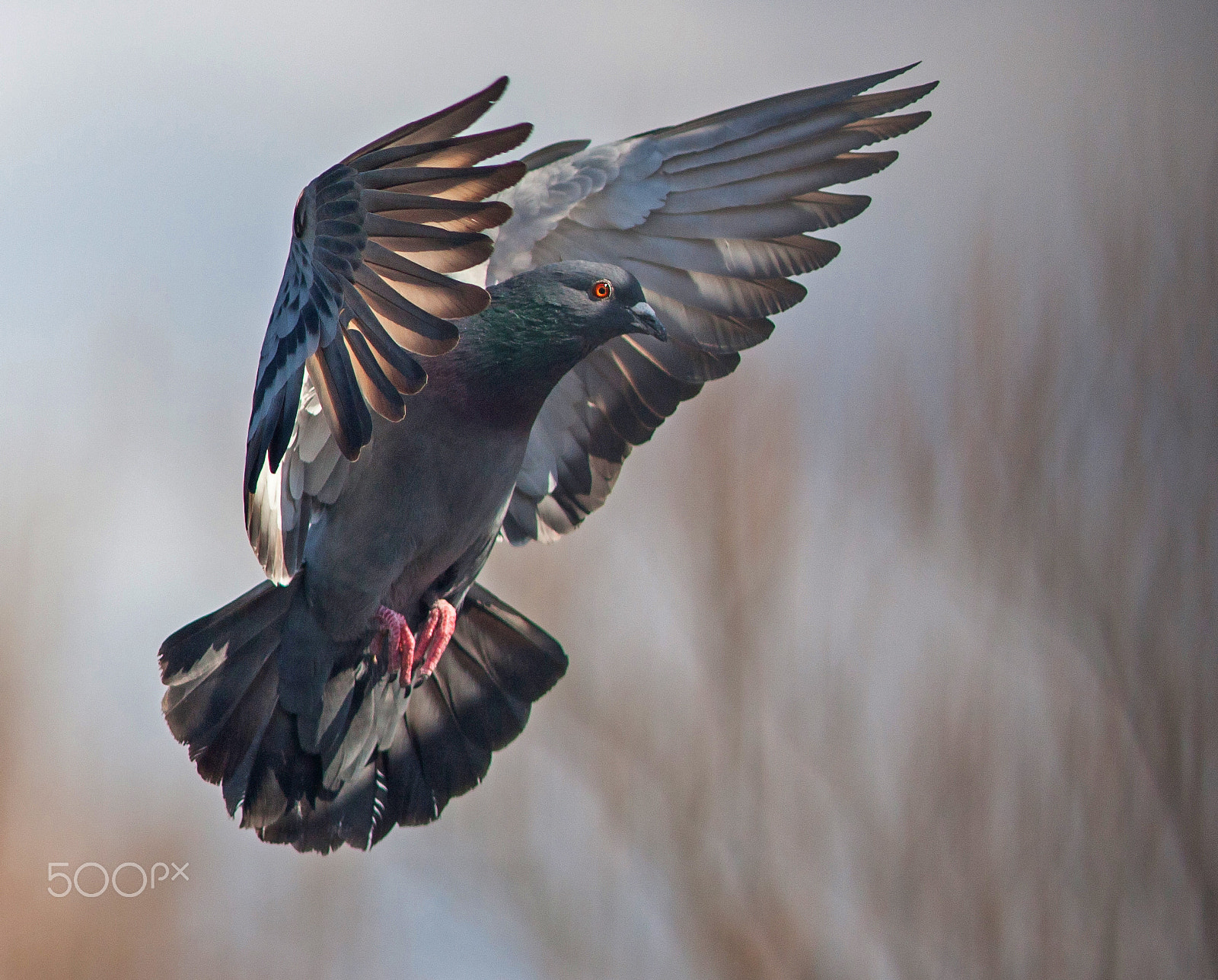 Canon EOS-1D Mark III + Canon EF 200mm f/2.8L sample photo. Pigeon in flight photography