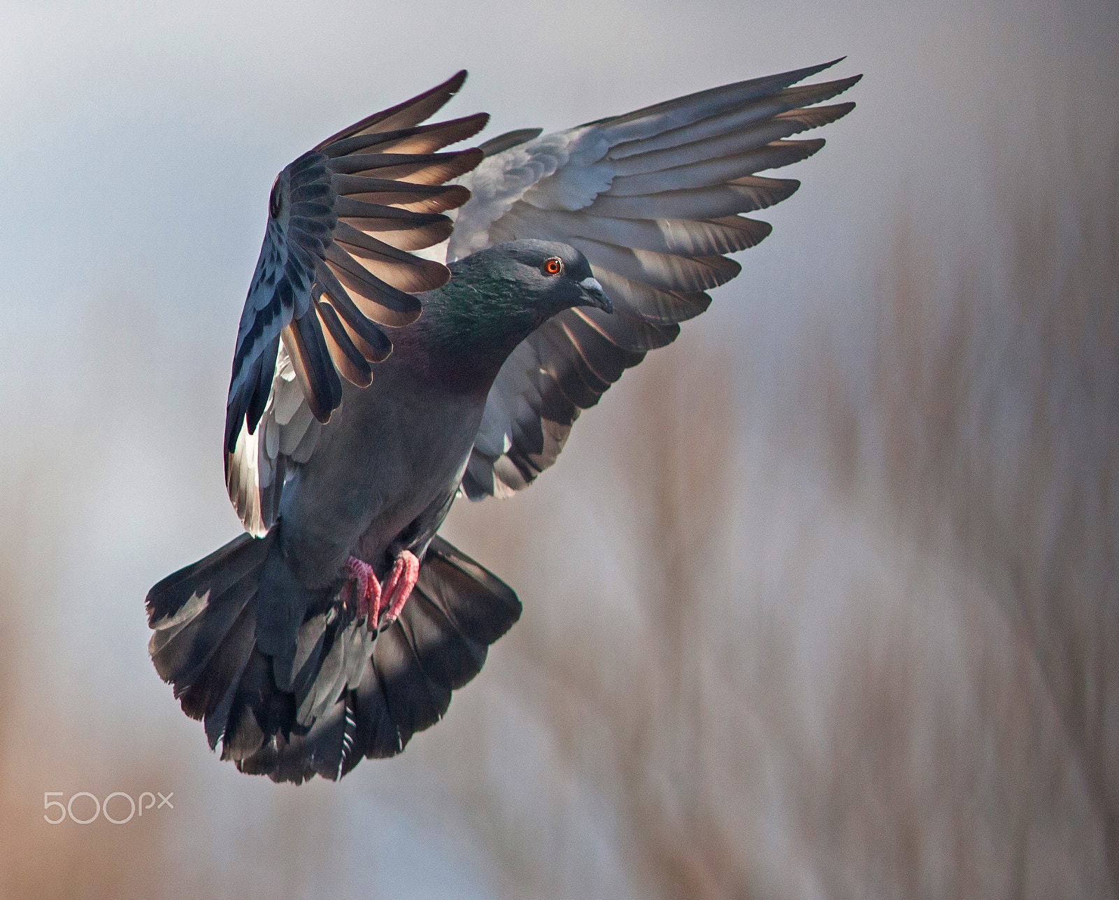 Canon EOS-1D Mark III sample photo. Pigeon in flight photography