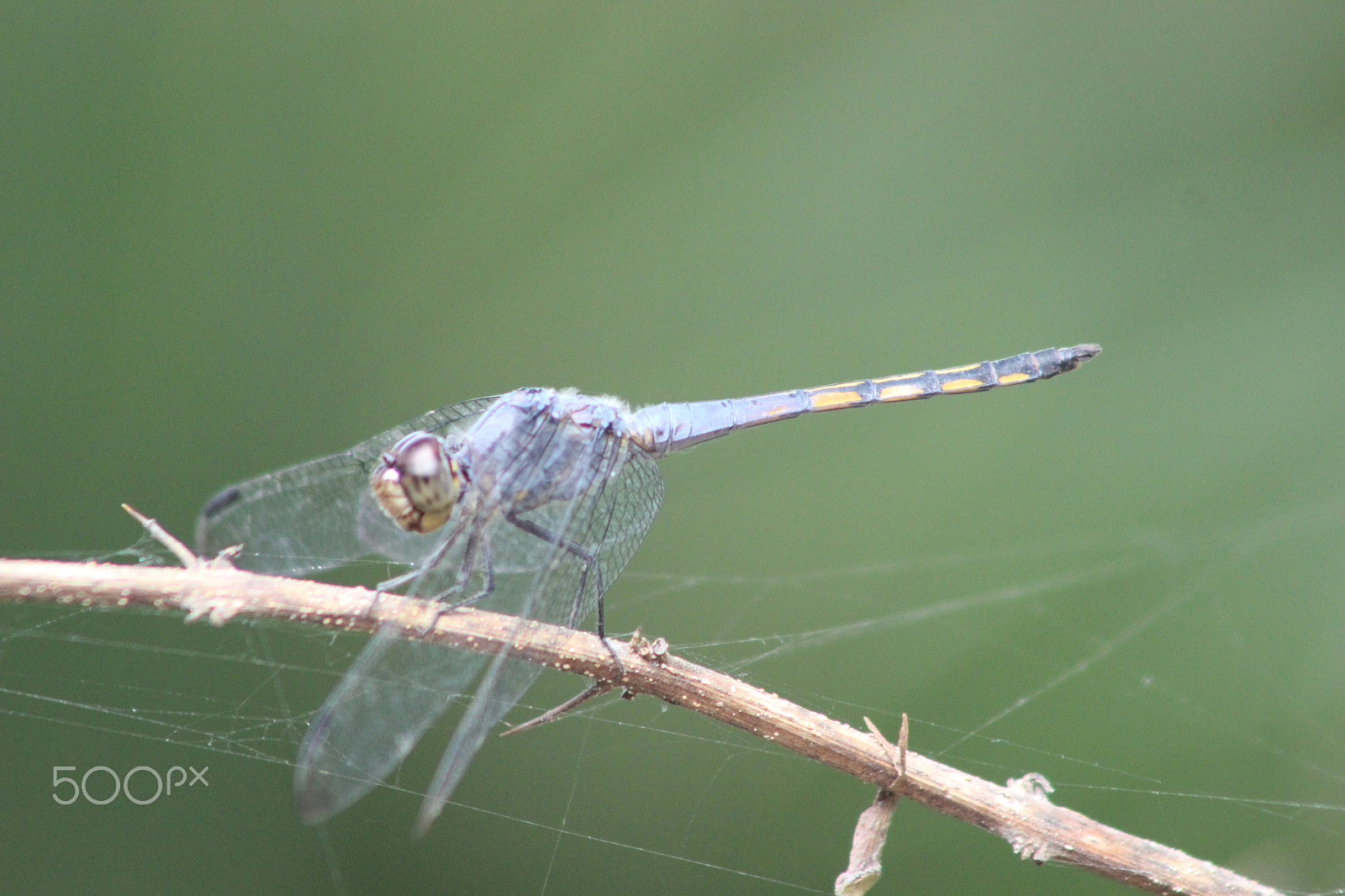 Canon EOS 600D (Rebel EOS T3i / EOS Kiss X5) + EF75-300mm f/4-5.6 sample photo. Wow photography