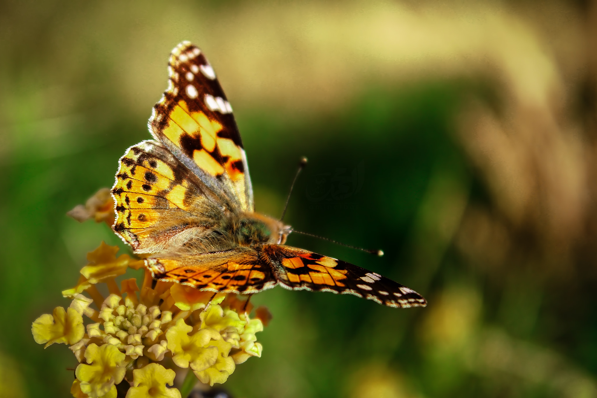 Canon EF 50mm f/1.8 sample photo. Butterfly beautiful welcome spring photography