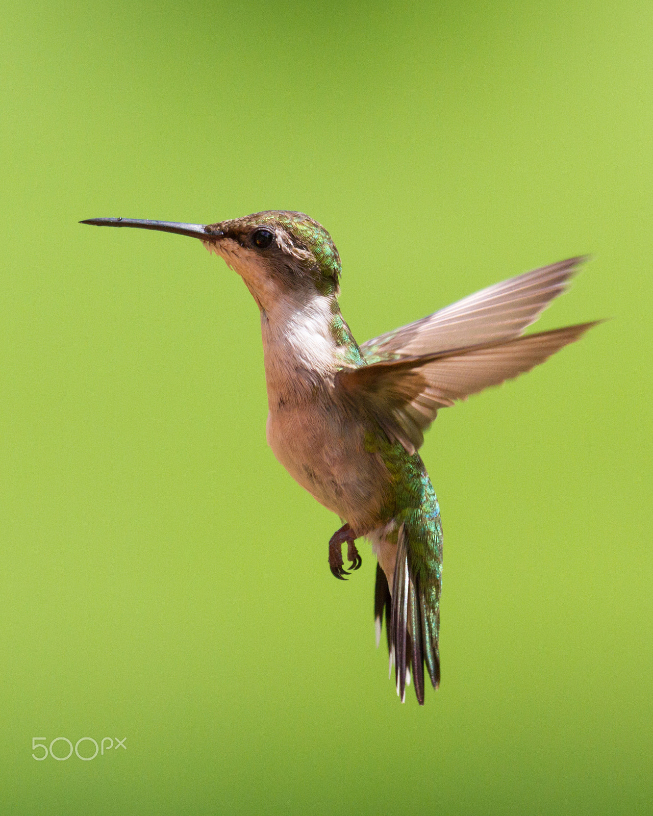 Canon EF 100-400mm F4.5-5.6L IS USM sample photo. Humbird photography