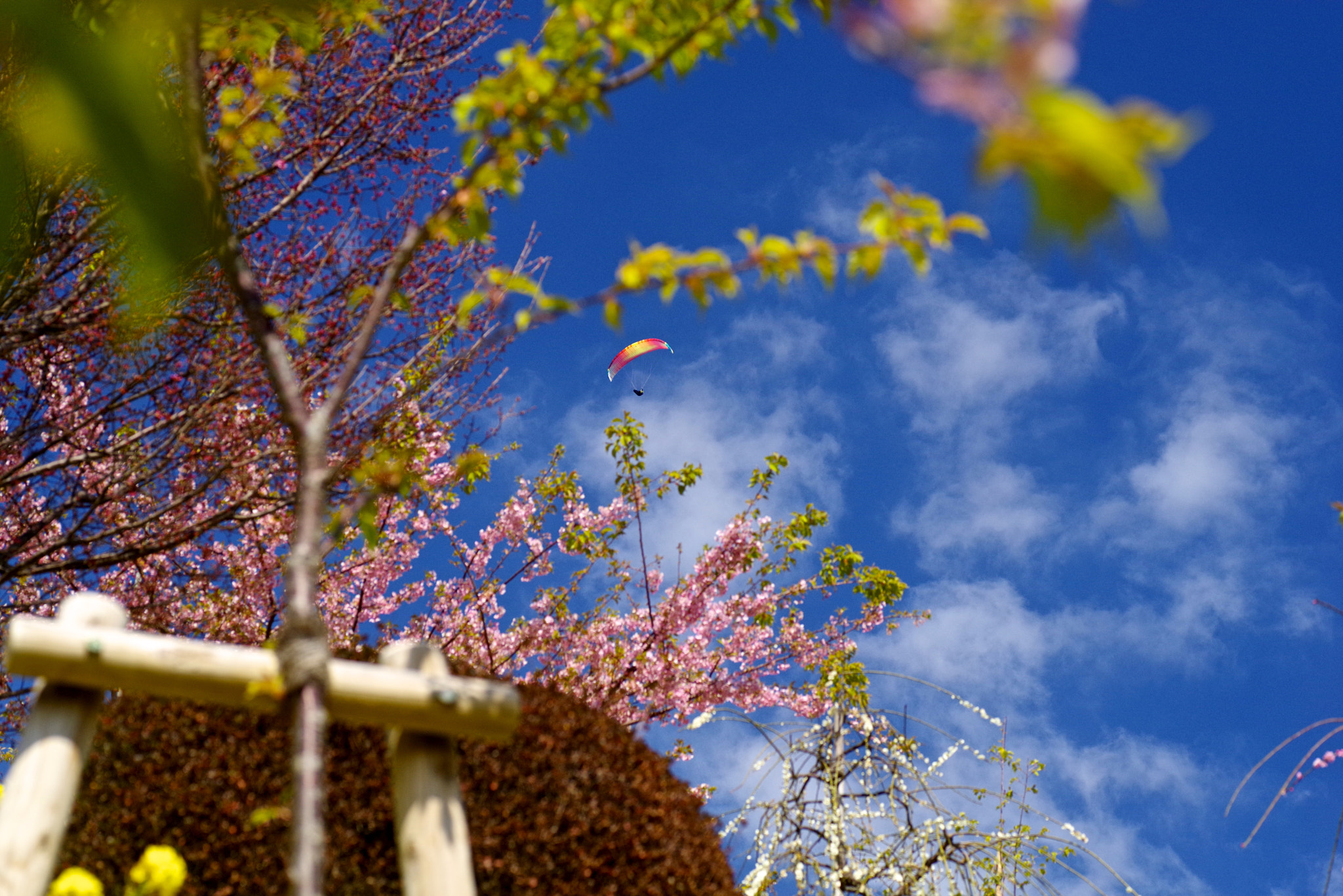 Pentax K-1 + Tamron SP AF 90mm F2.8 Di Macro sample photo. Sky , red and yellow photography