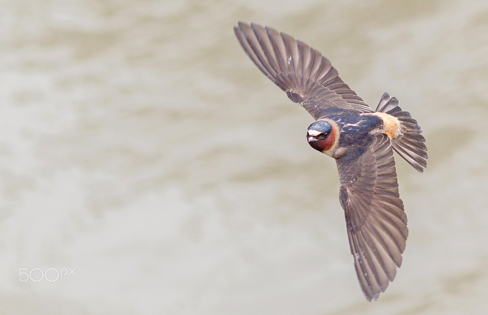Canon EF 200mm f/2.8L sample photo. Swallow in flight photography