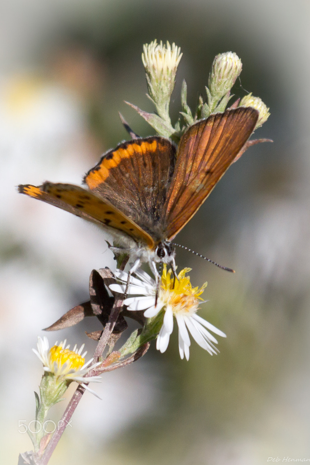 Canon EOS 7D sample photo. Bronze copper butterfly photography