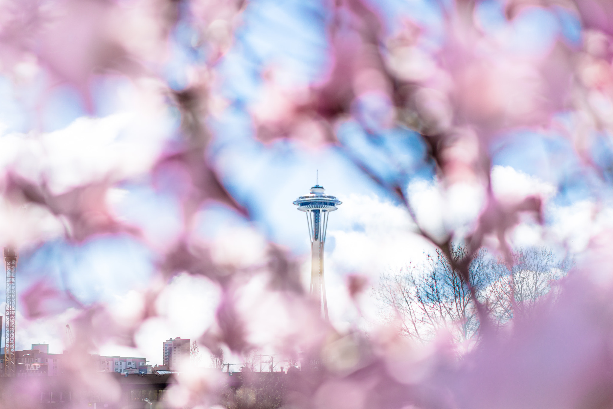 Sony a6300 + E 50mm F1.8 OSS sample photo. Once in a million years sunny afternoon in seattle photography