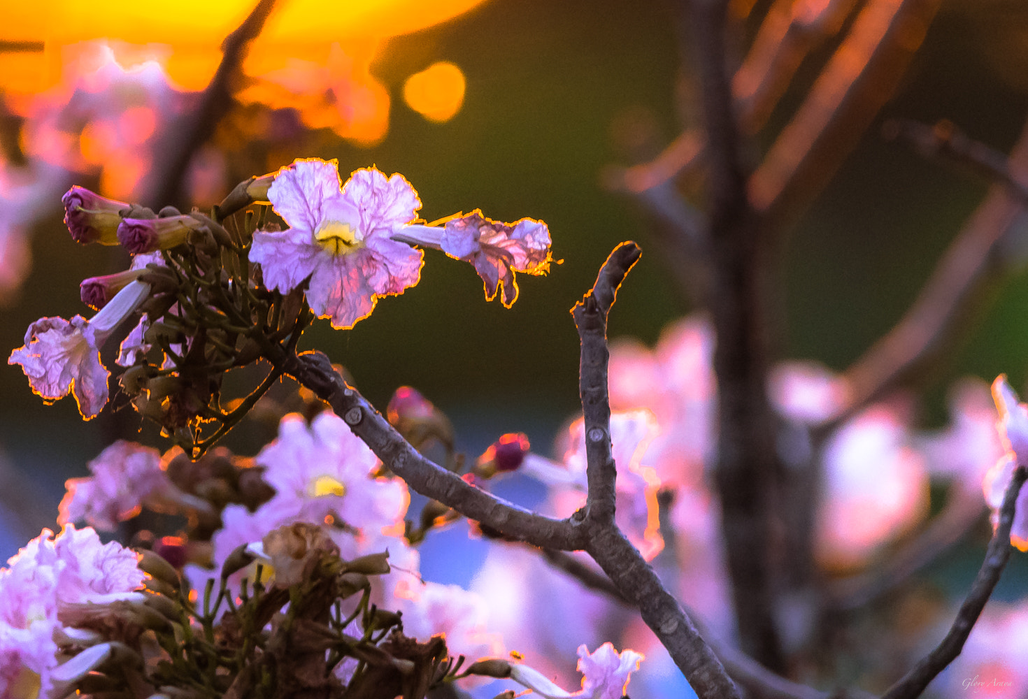 Sigma 150-600mm F5-6.3 DG OS HSM | C sample photo. Flores al atardecer photography