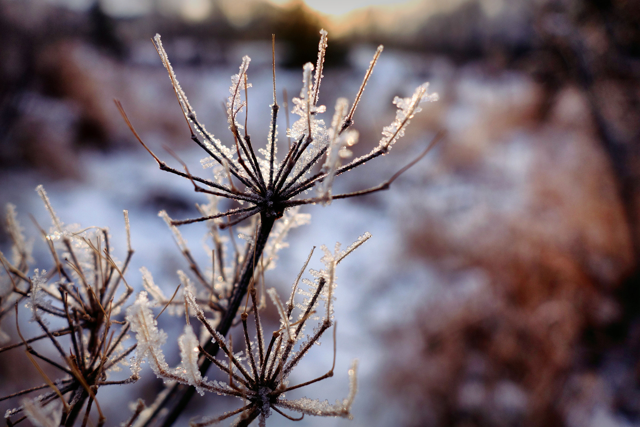 Sony 28-100mm F1.8-4.9 sample photo. Frozen 'parsnip photography