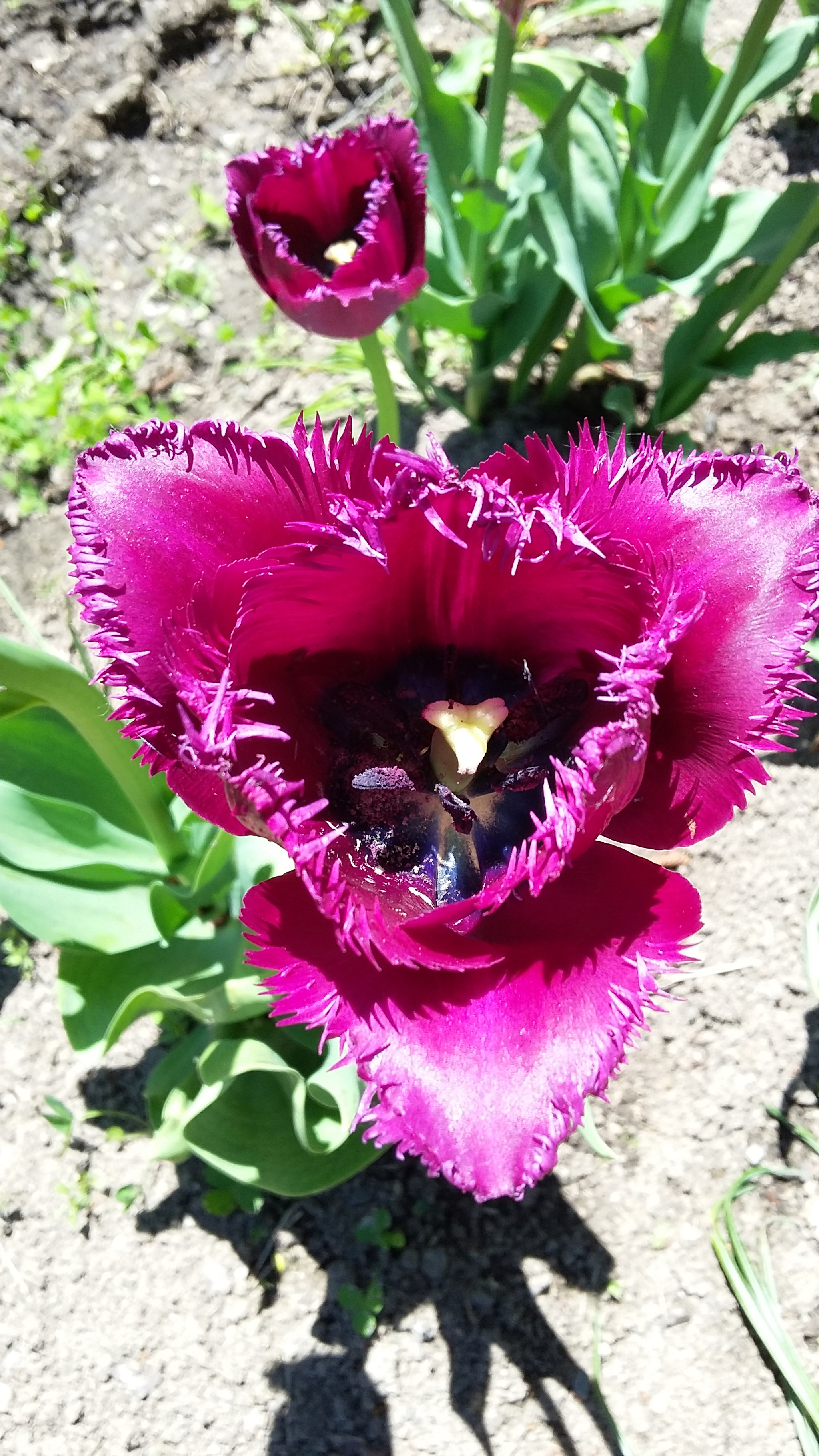 Samsung Galaxy E5 sample photo