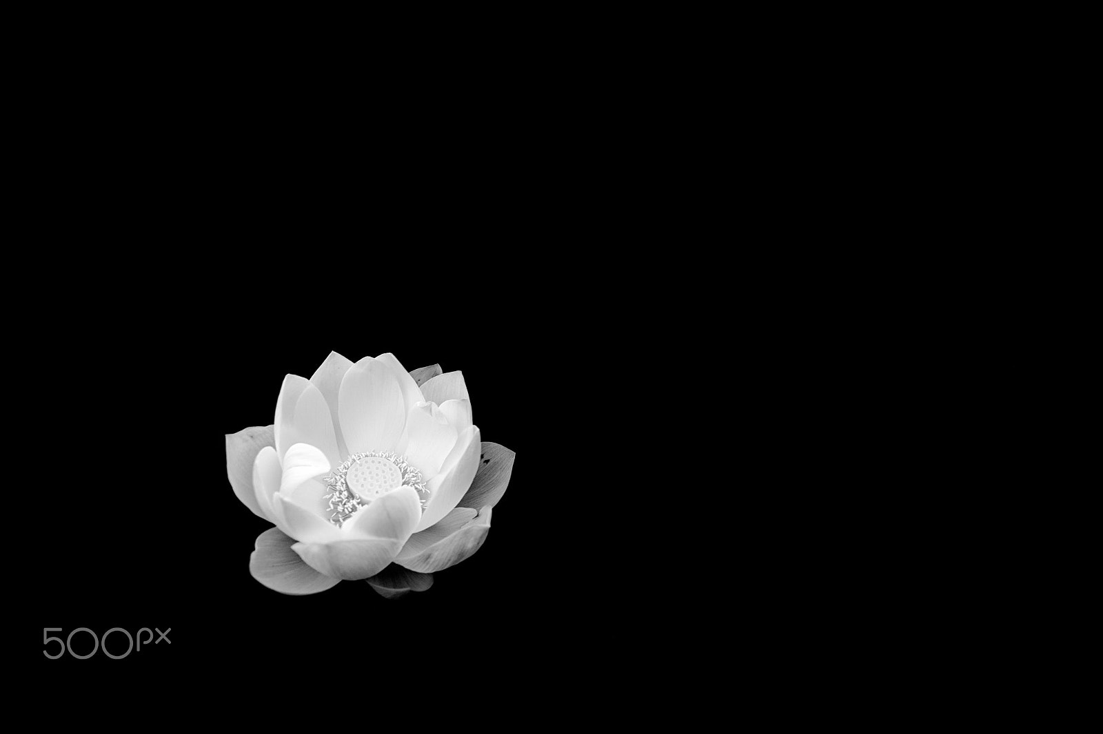 Sony FE 28mm F2 sample photo. Welcome (black) photography
