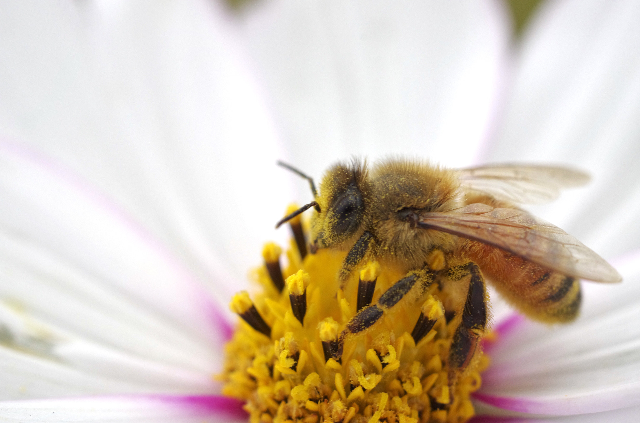 HD Pentax DA 35mm F2.8 Macro Limited sample photo. Bee photography