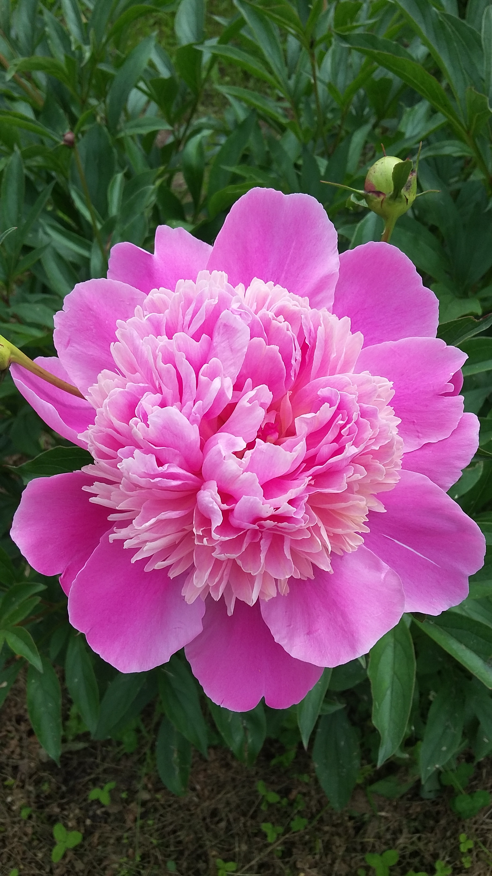 Samsung Galaxy E5 sample photo