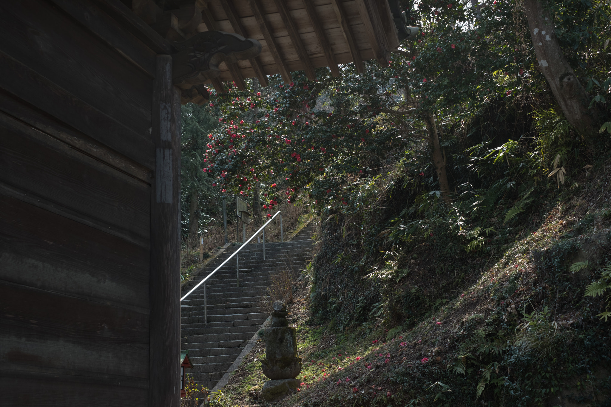 Fujifilm X-Pro2 + Fujifilm XF 35mm F1.4 R sample photo. Camellia at a temple photography