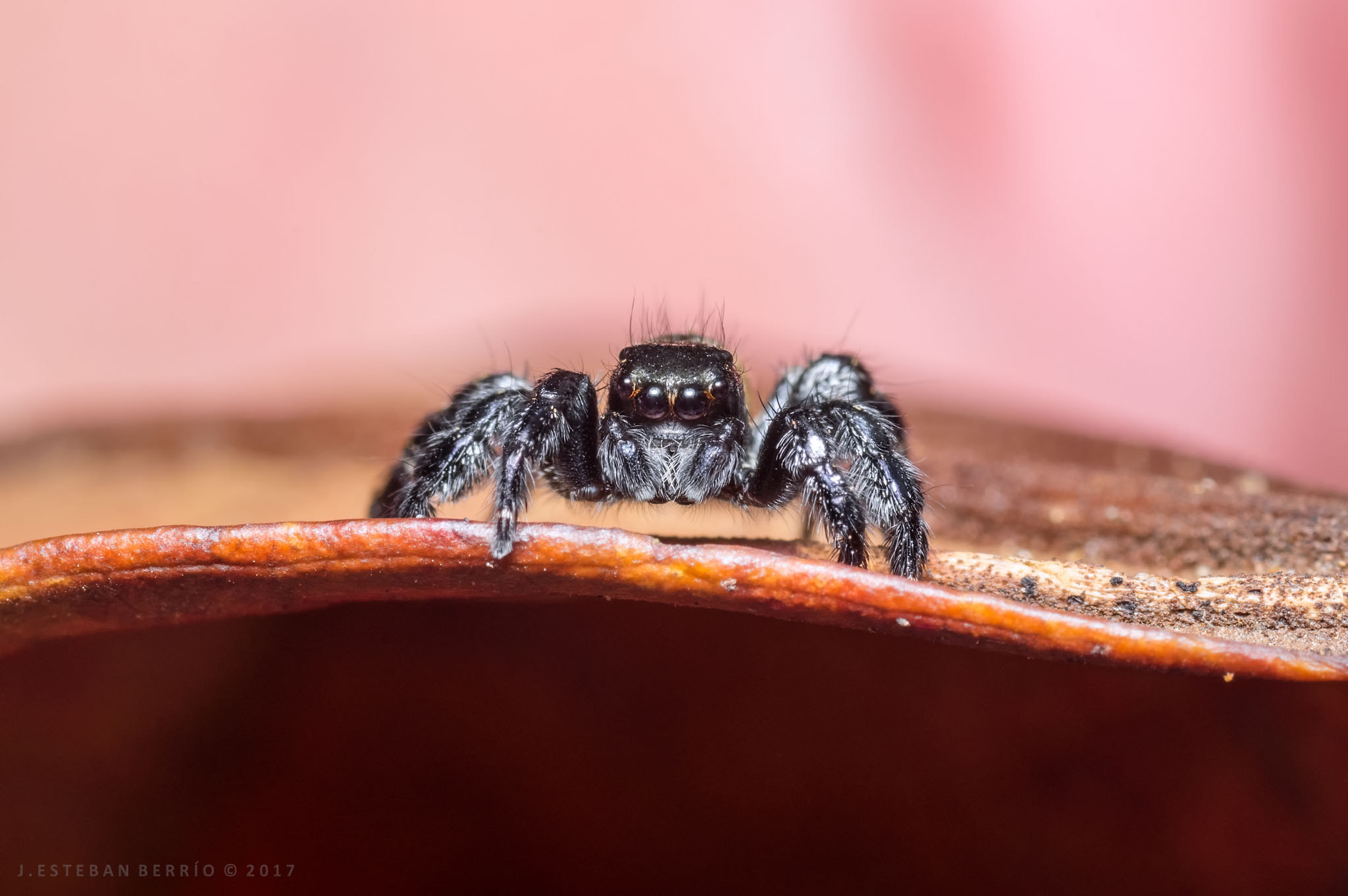 Pentax K-3 sample photo. Salticidae / jumping spider / araña saltarina photography