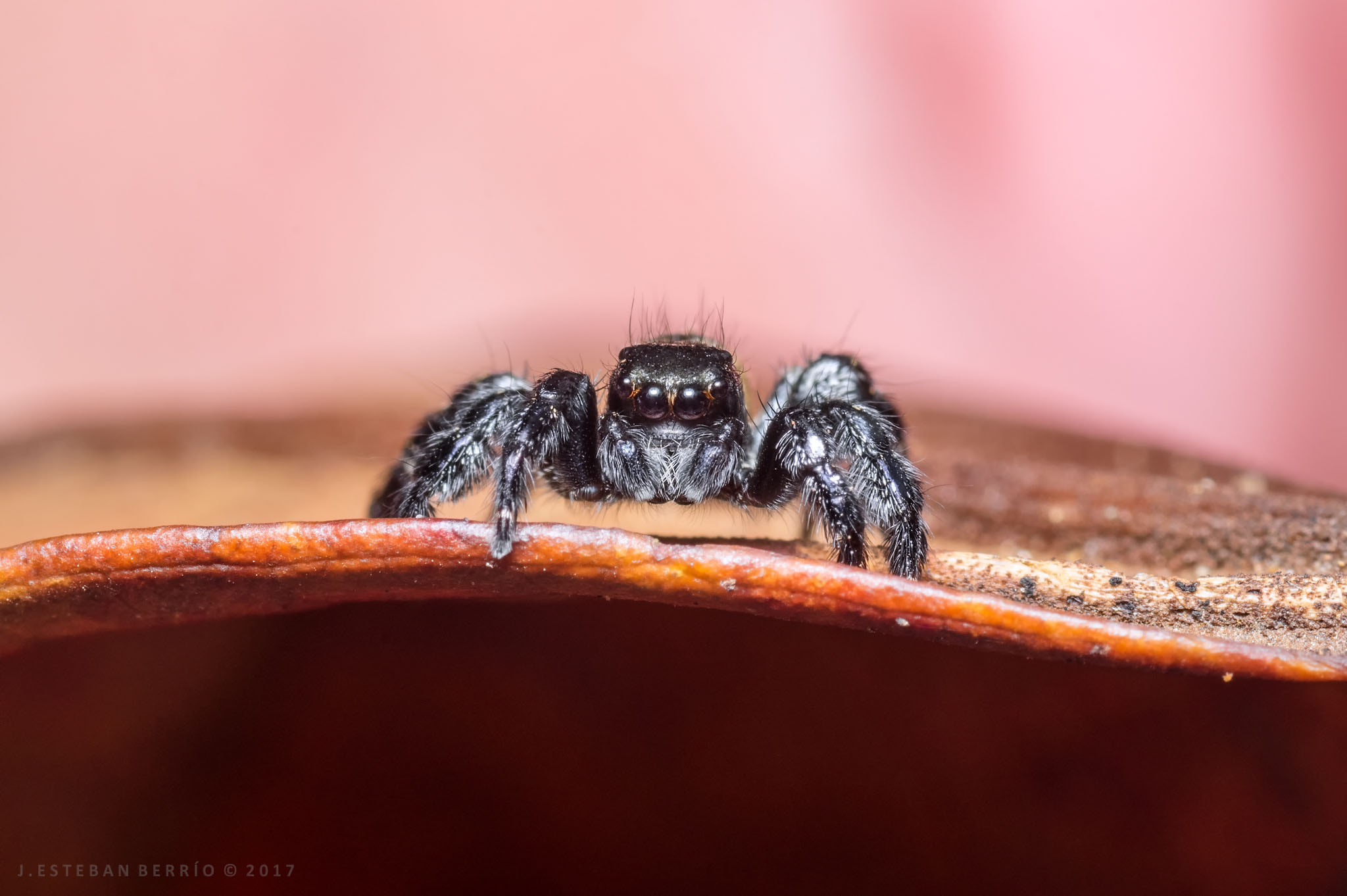 Pentax K-3 + smc PENTAX-FA Macro 100mm F2.8 sample photo. Salticidae / jumping spider / araña saltarina photography