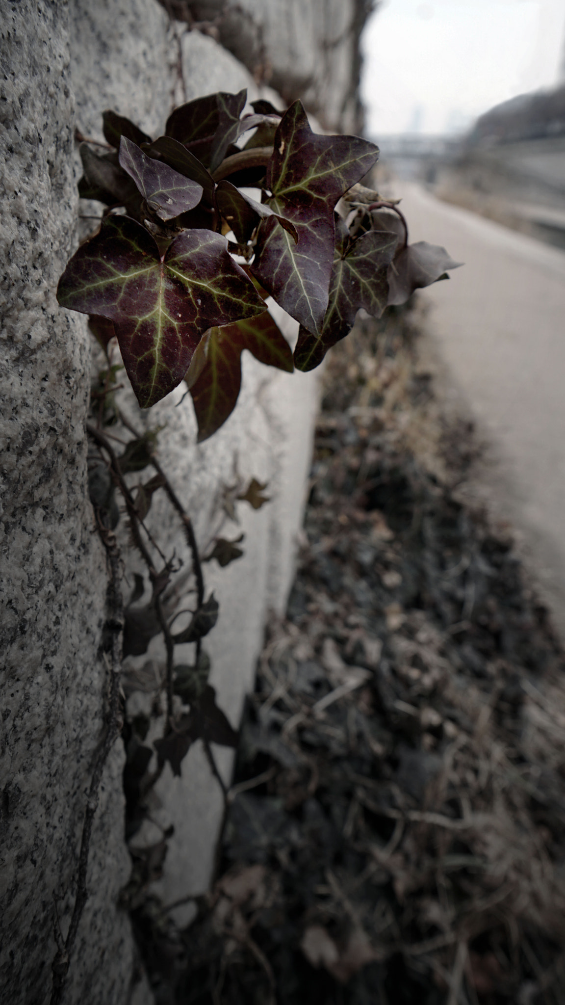 Sony a5100 sample photo. The wall leaves of cheonggyecheon photography