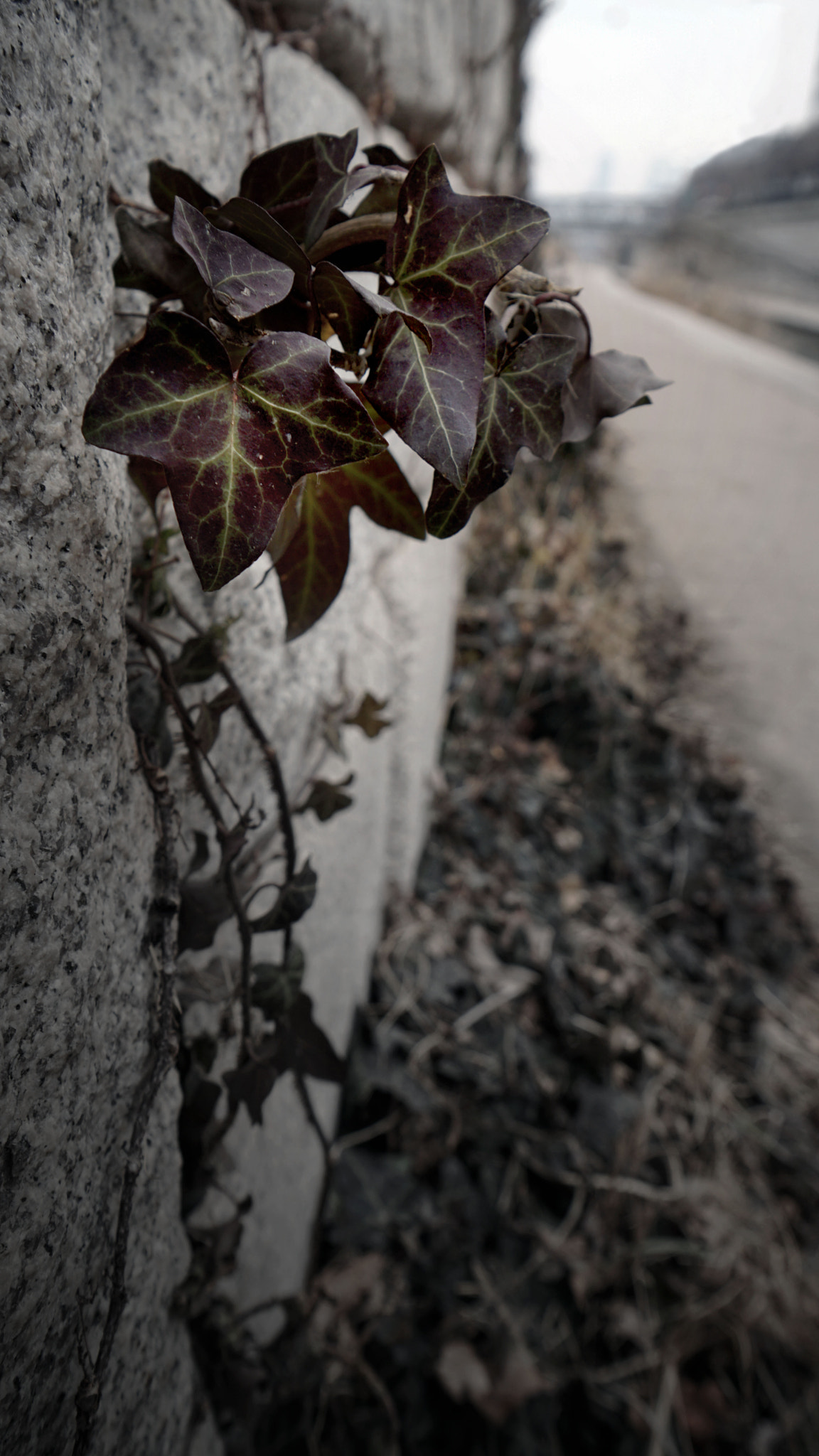 Sony a5100 + Sony E 10-18mm F4 OSS sample photo. The wall leaves of cheonggyecheon photography