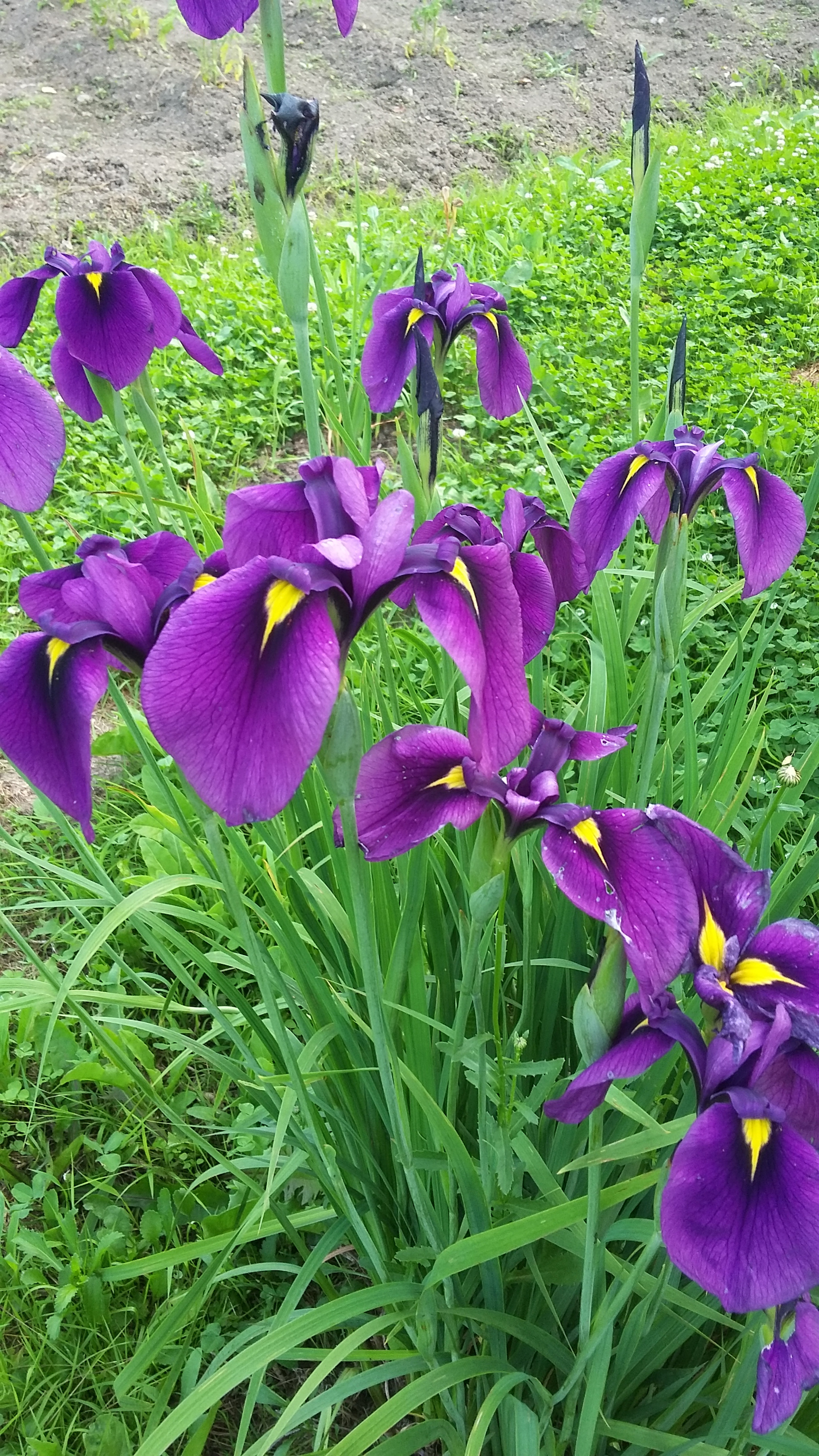 Samsung Galaxy E5 sample photo