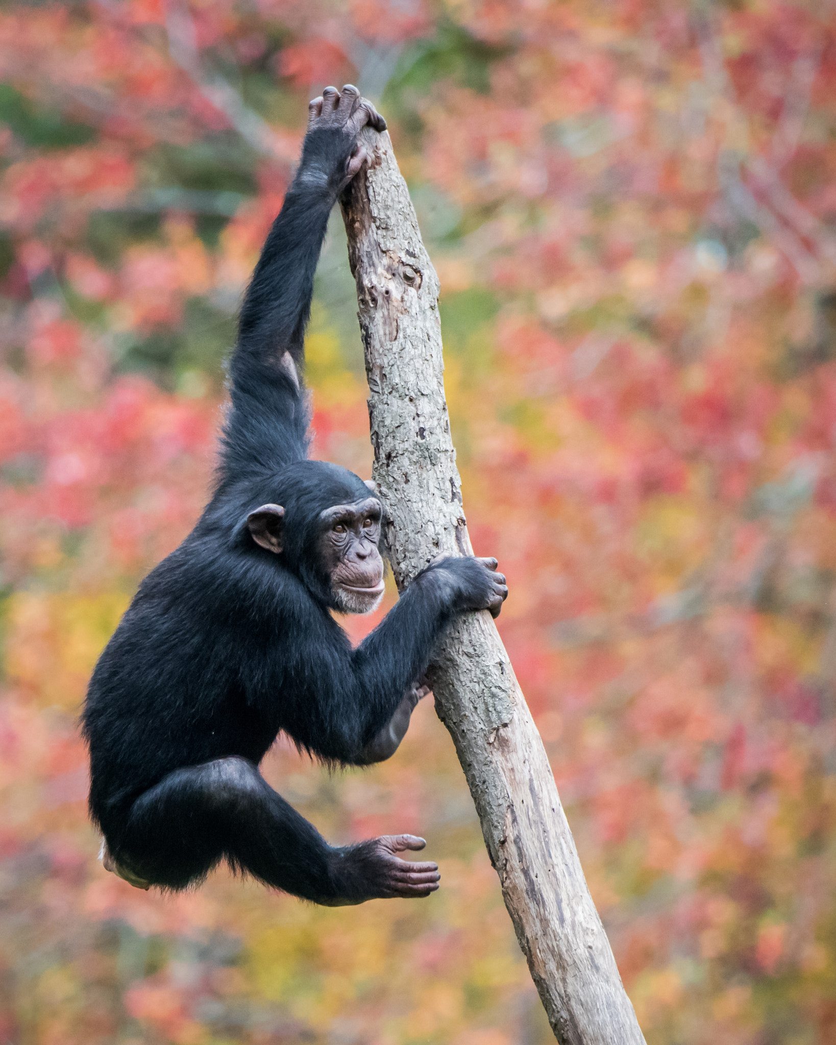 Nikon D810 sample photo. Climbing chimp ii photography