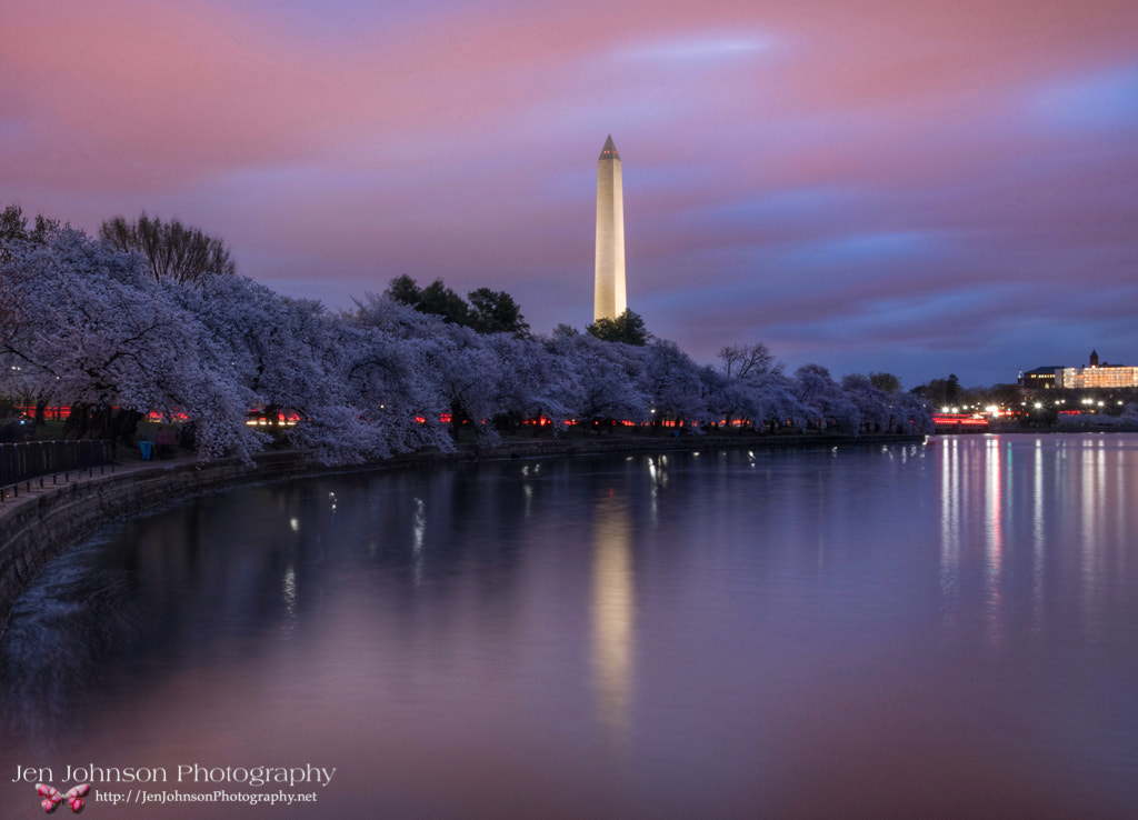 Nikon D810 sample photo. Peaceful cherry blossom morning in dc photography