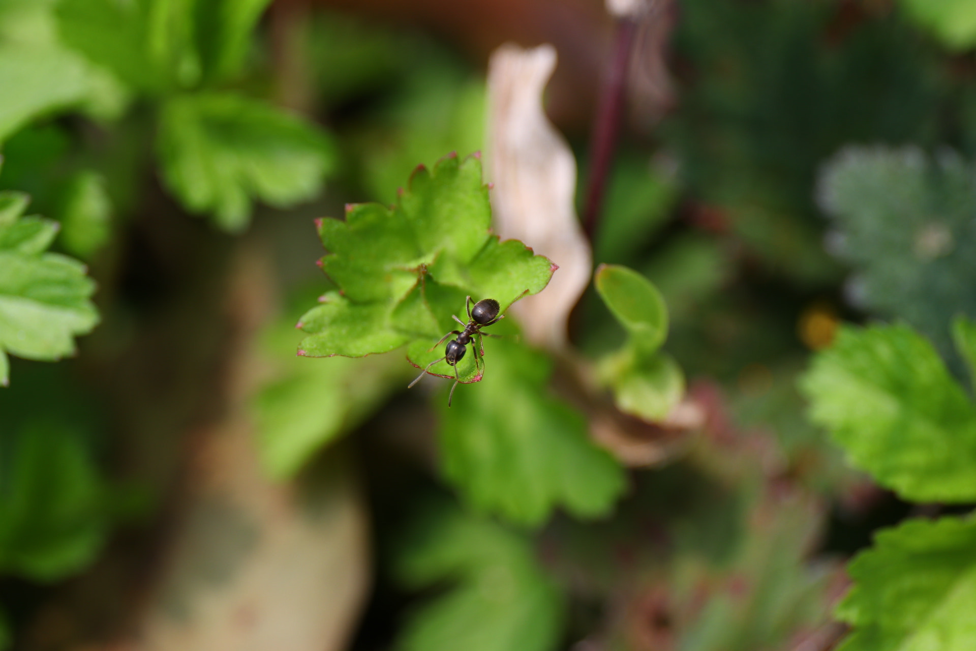 Canon EF 24-70mm F4L IS USM sample photo