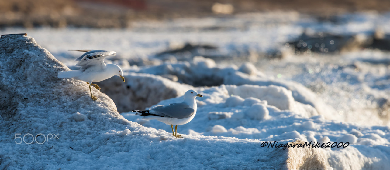 Nikon D810 + Nikon AF-S Nikkor 400mm F2.8E FL ED VR sample photo. Gulls on ice. photography