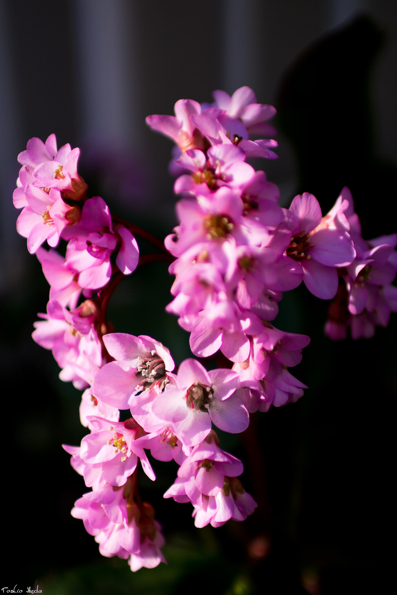 DT 30mm F1.4 sample photo. Spring has come in garden photography