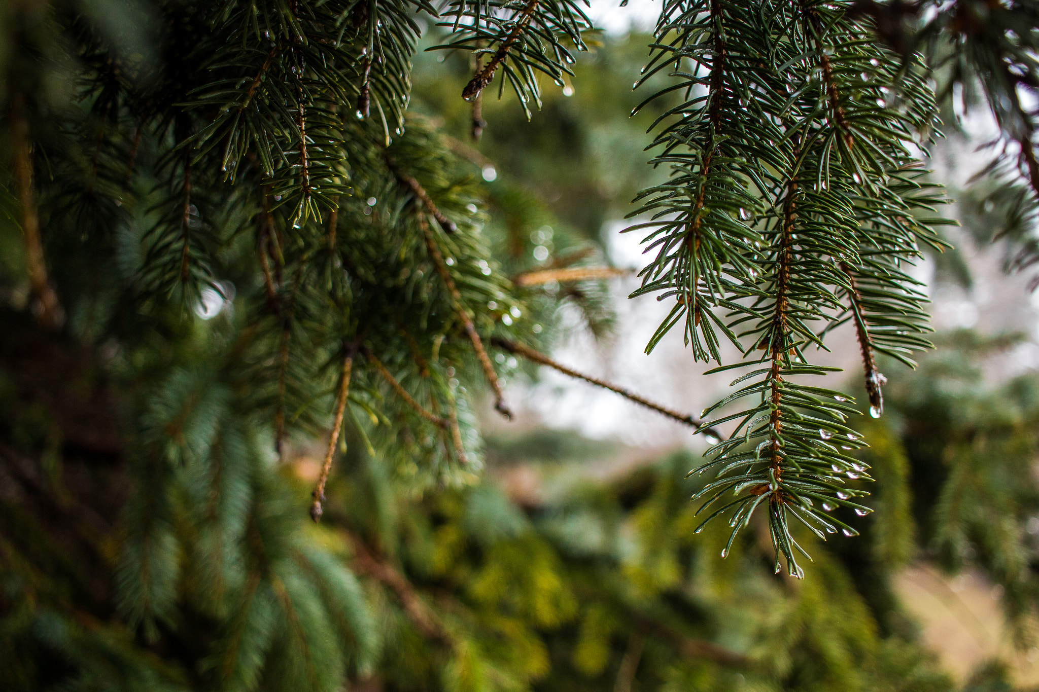Canon EF-S 24mm F2.8 STM sample photo. Warm droplets photography