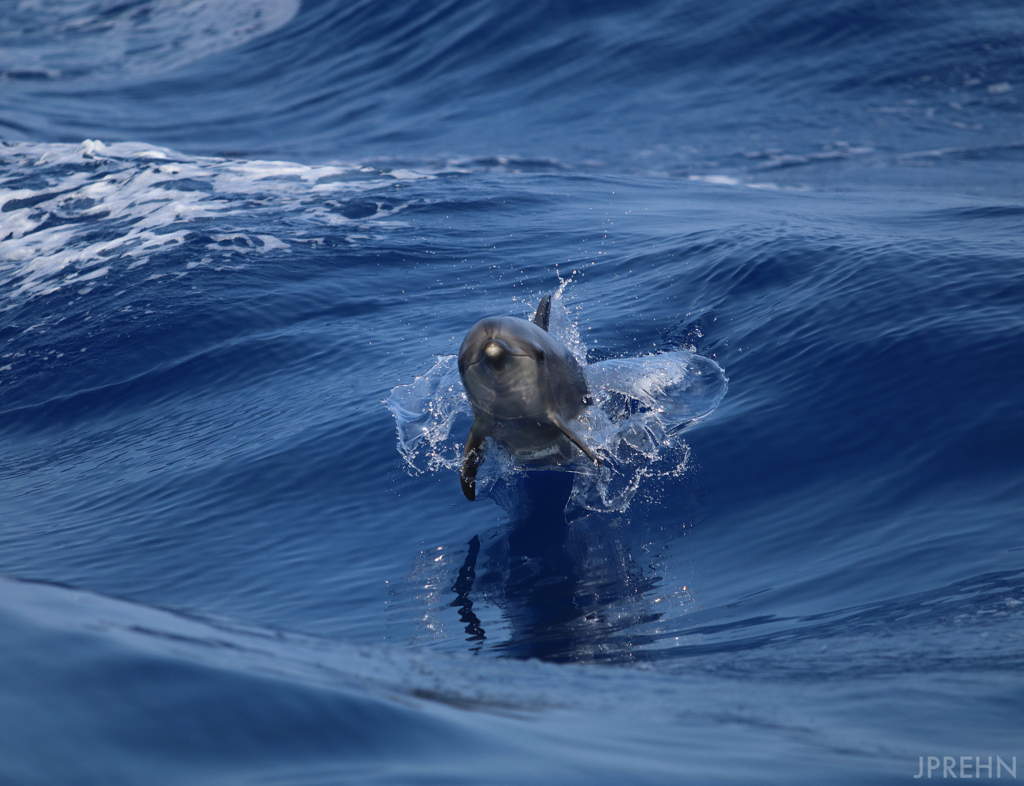 Canon EF 70-200mm F2.8L USM sample photo. Dolphins like me photography