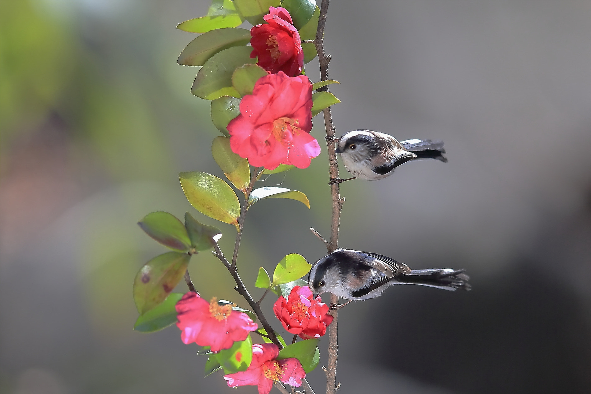 Canon EF 400mm F2.8L IS II USM sample photo. 오목눈이 photography
